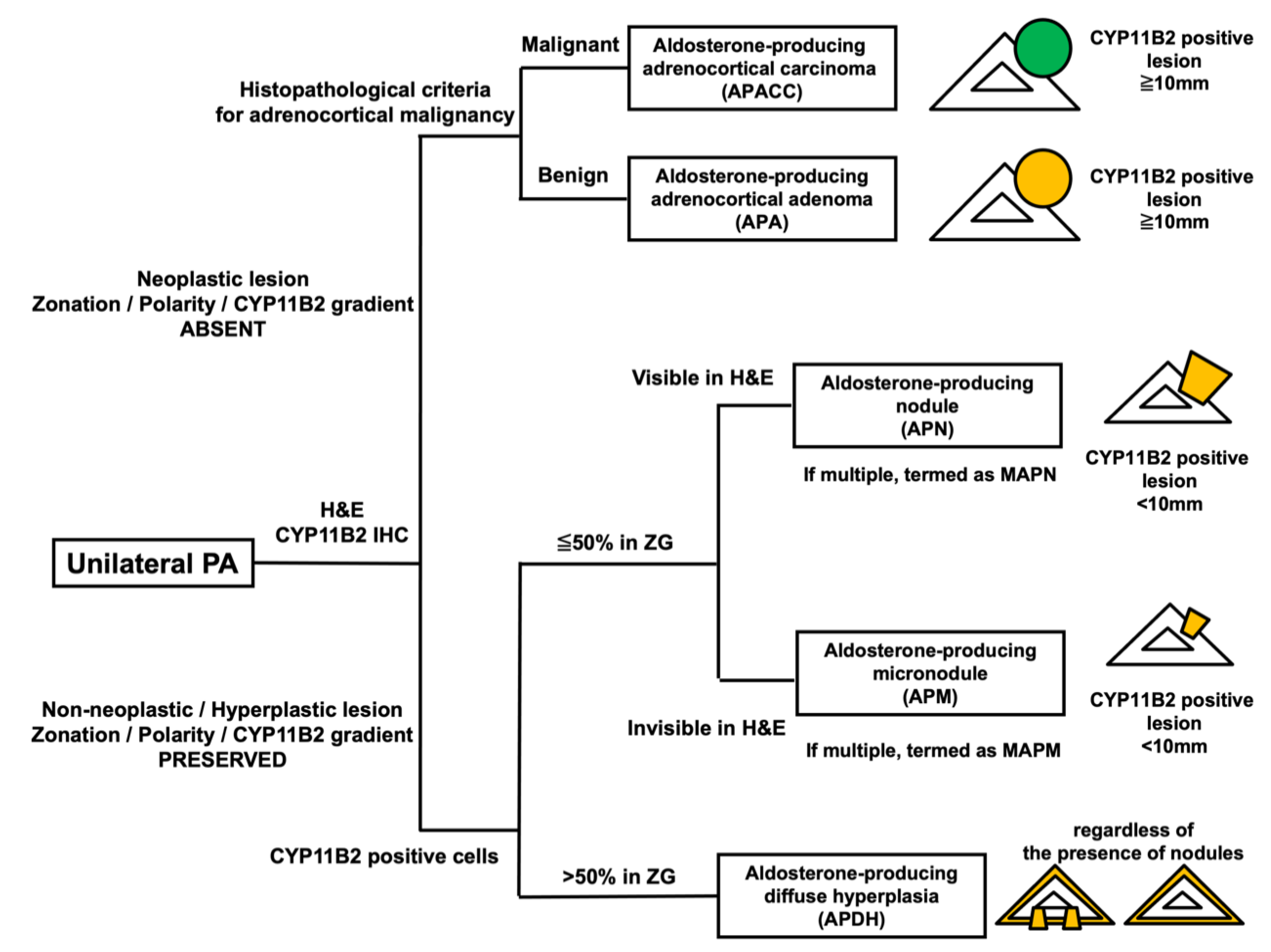 Biomedicines 09 00310 g001