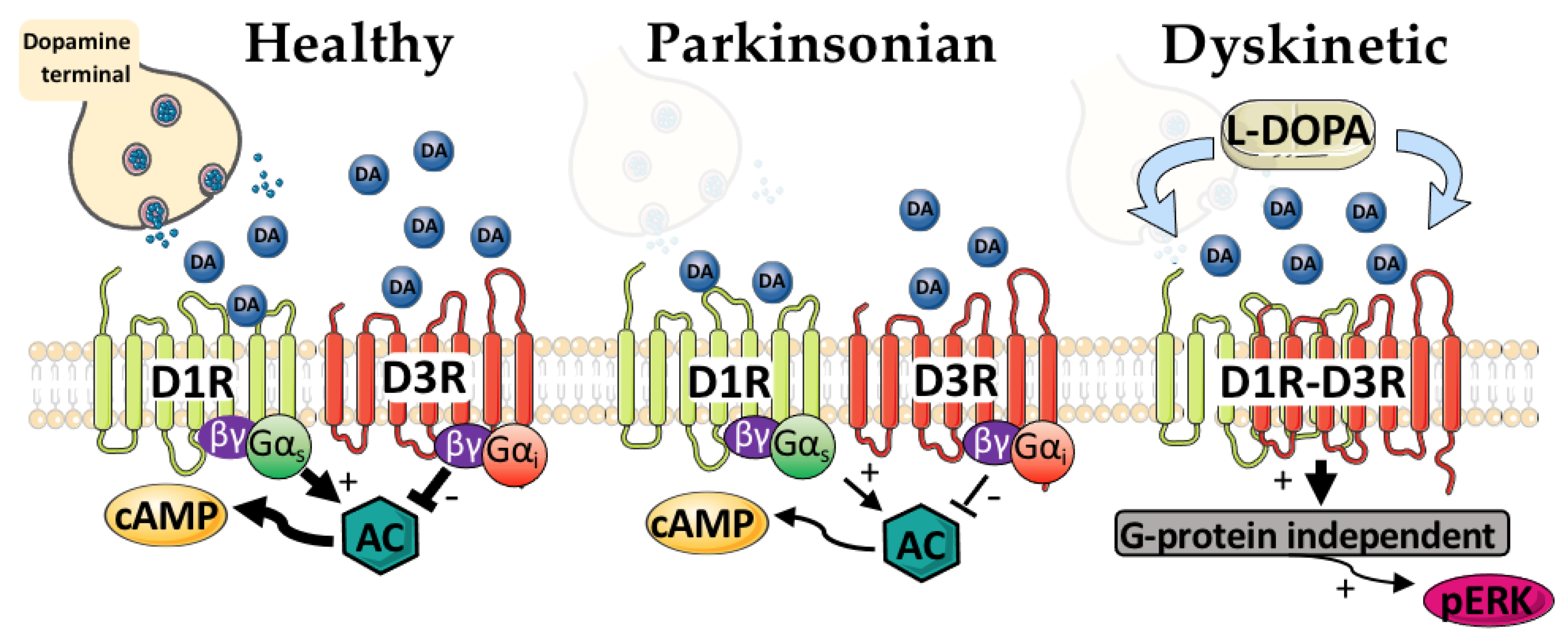 Biomedicines 09 00314 g002