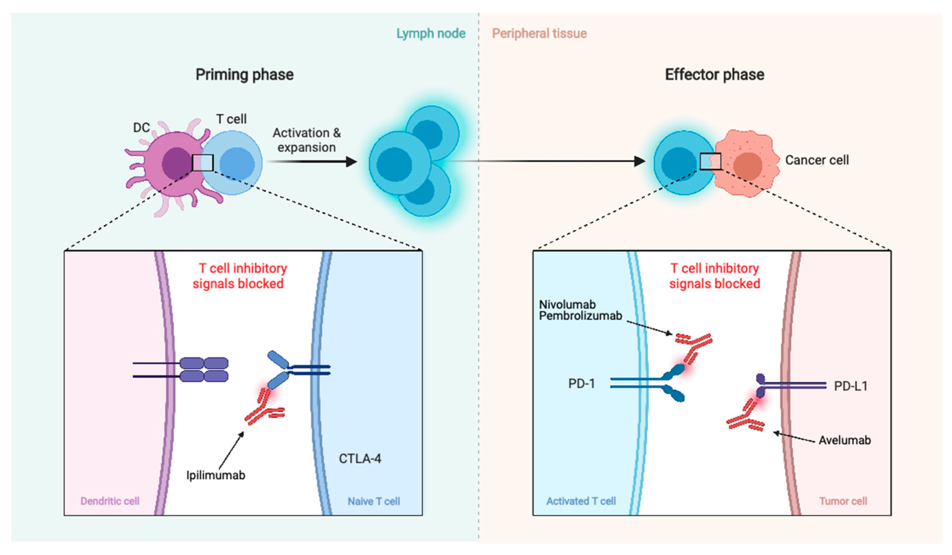 Biomedicines 09 00319 g005