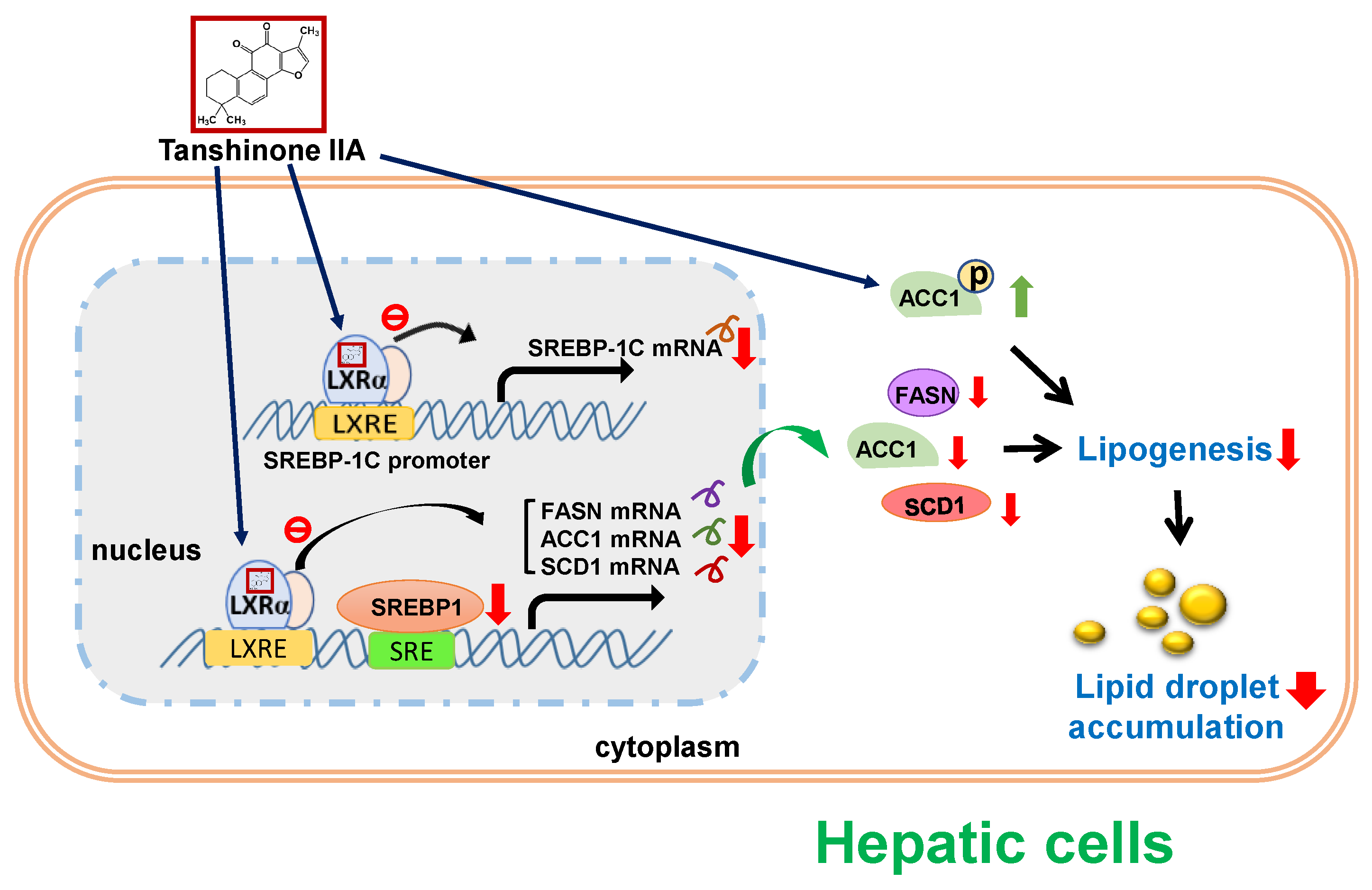 Biomedicines 09 00326 g010