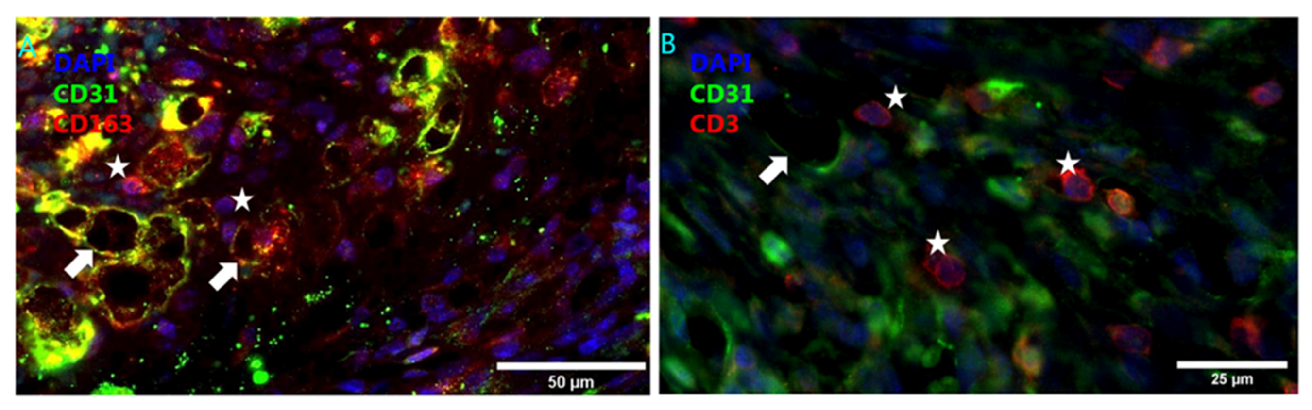 Biomedicines 09 00328 g004 Biomedicines 09 00328 g004