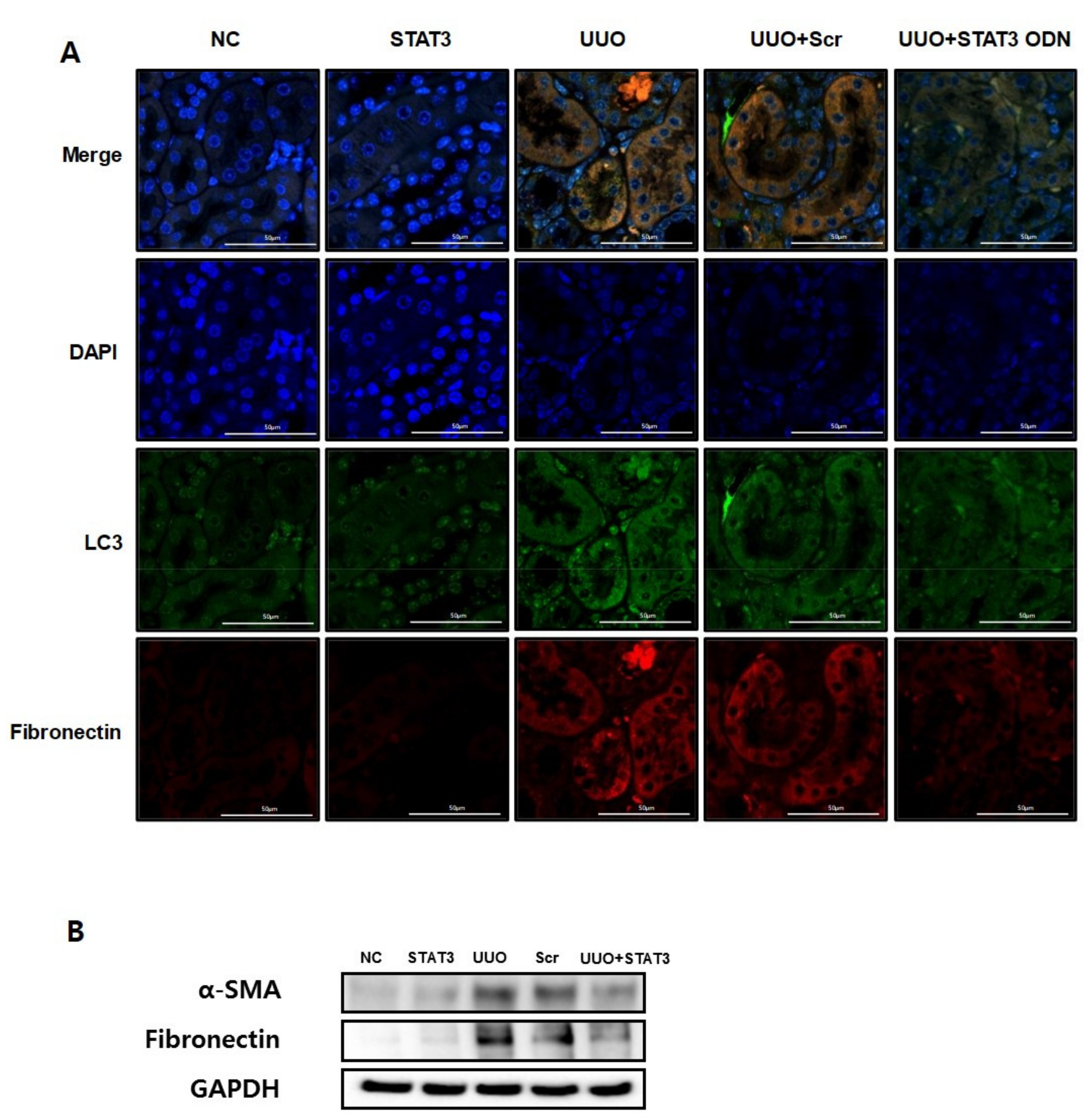 Biomedicines 09 00331 g003