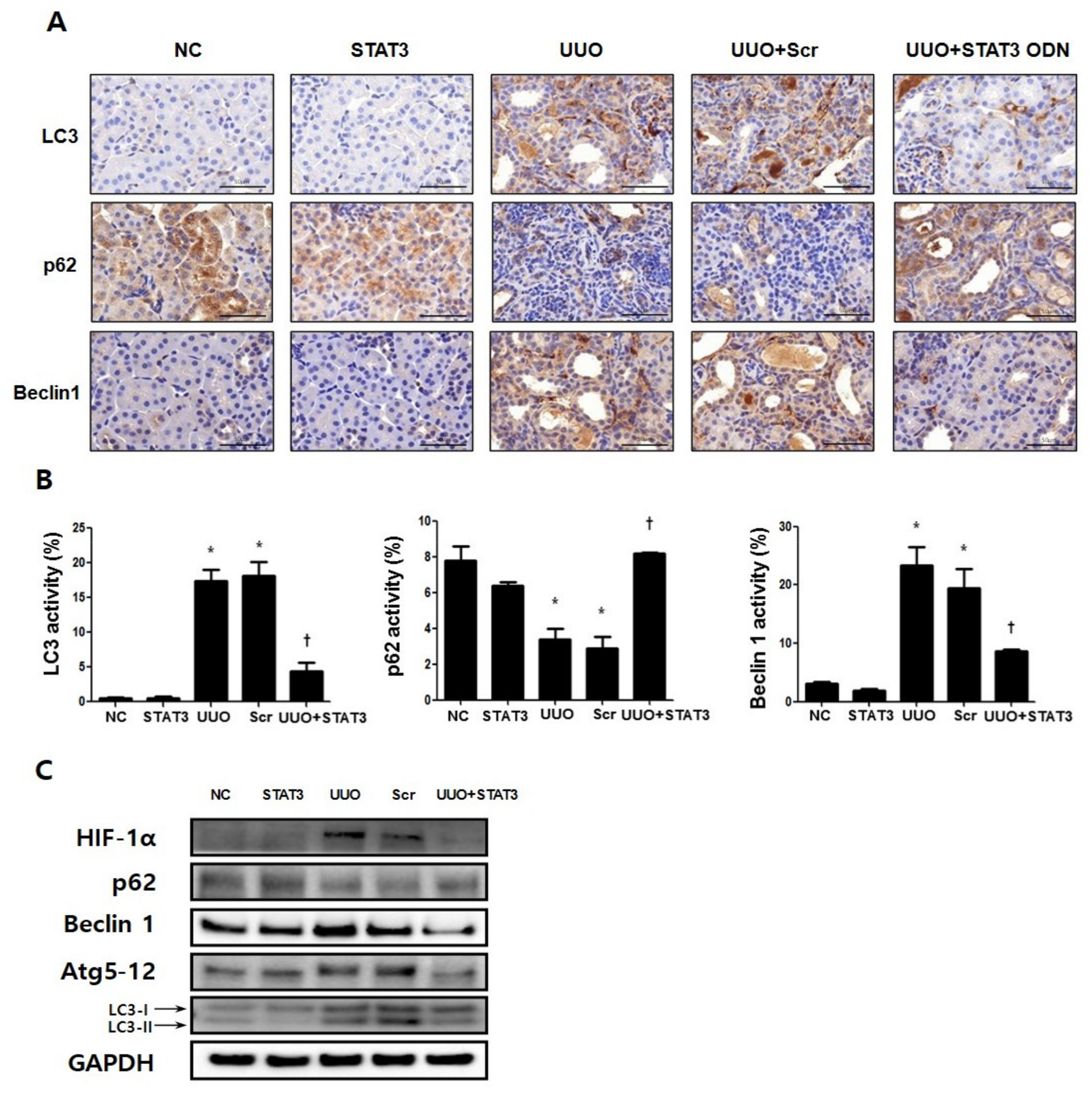 Biomedicines 09 00331 g005