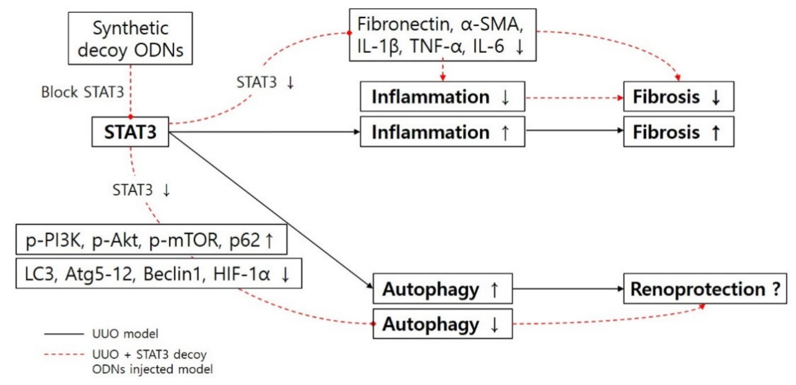 Biomedicines 09 00331 g007