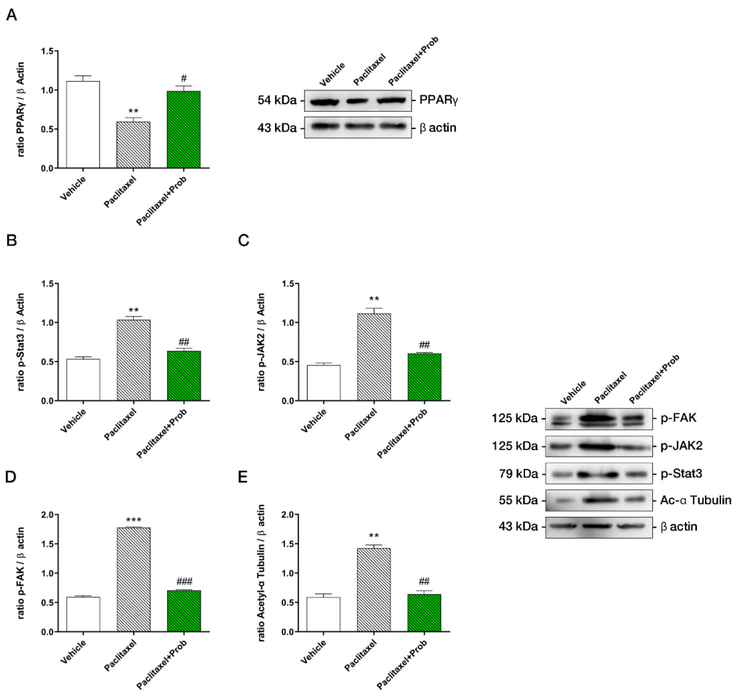 Biomedicines 09 00346 g005 Biomedicines 09 00346 g005