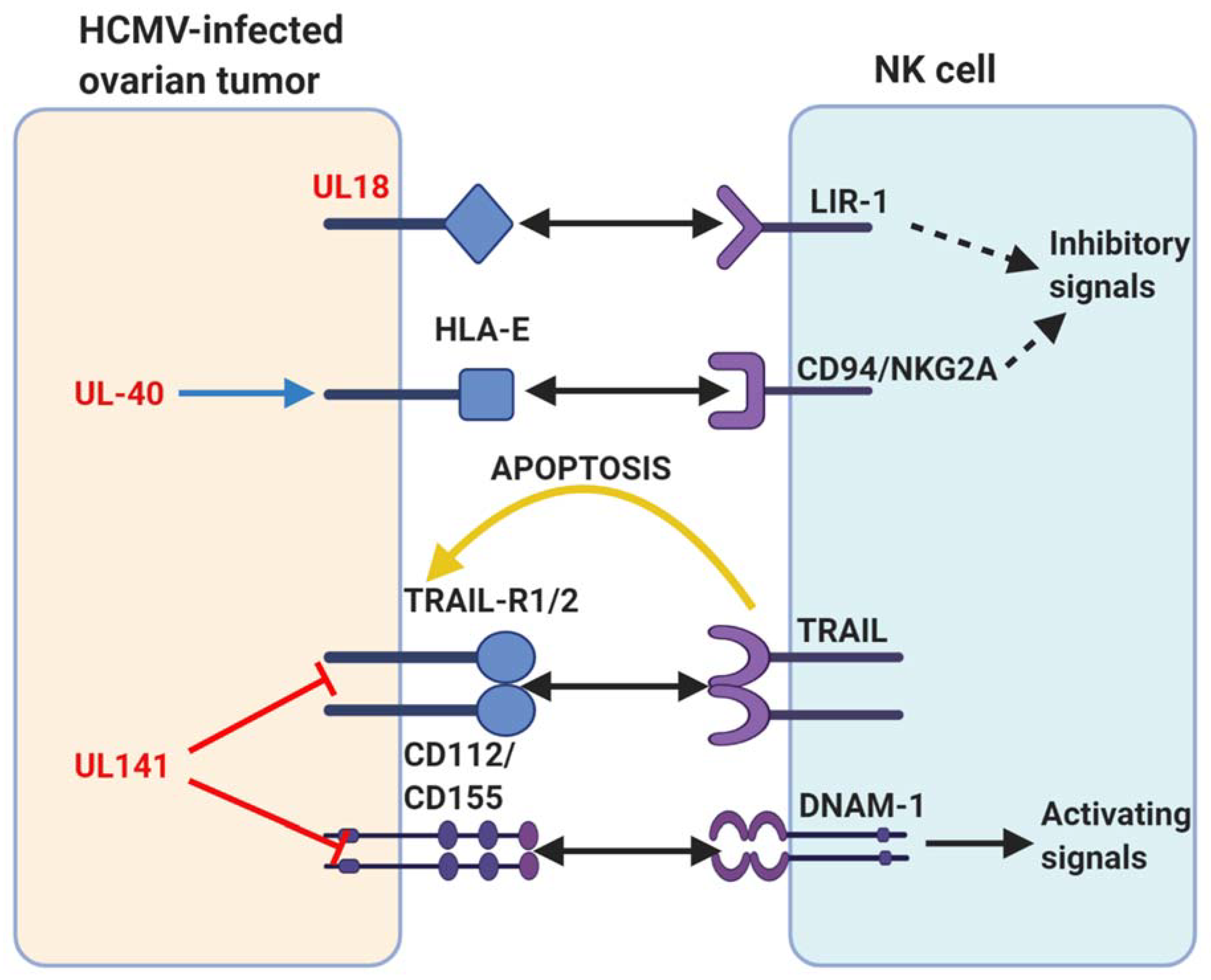 Biomedicines 09 00351 g005