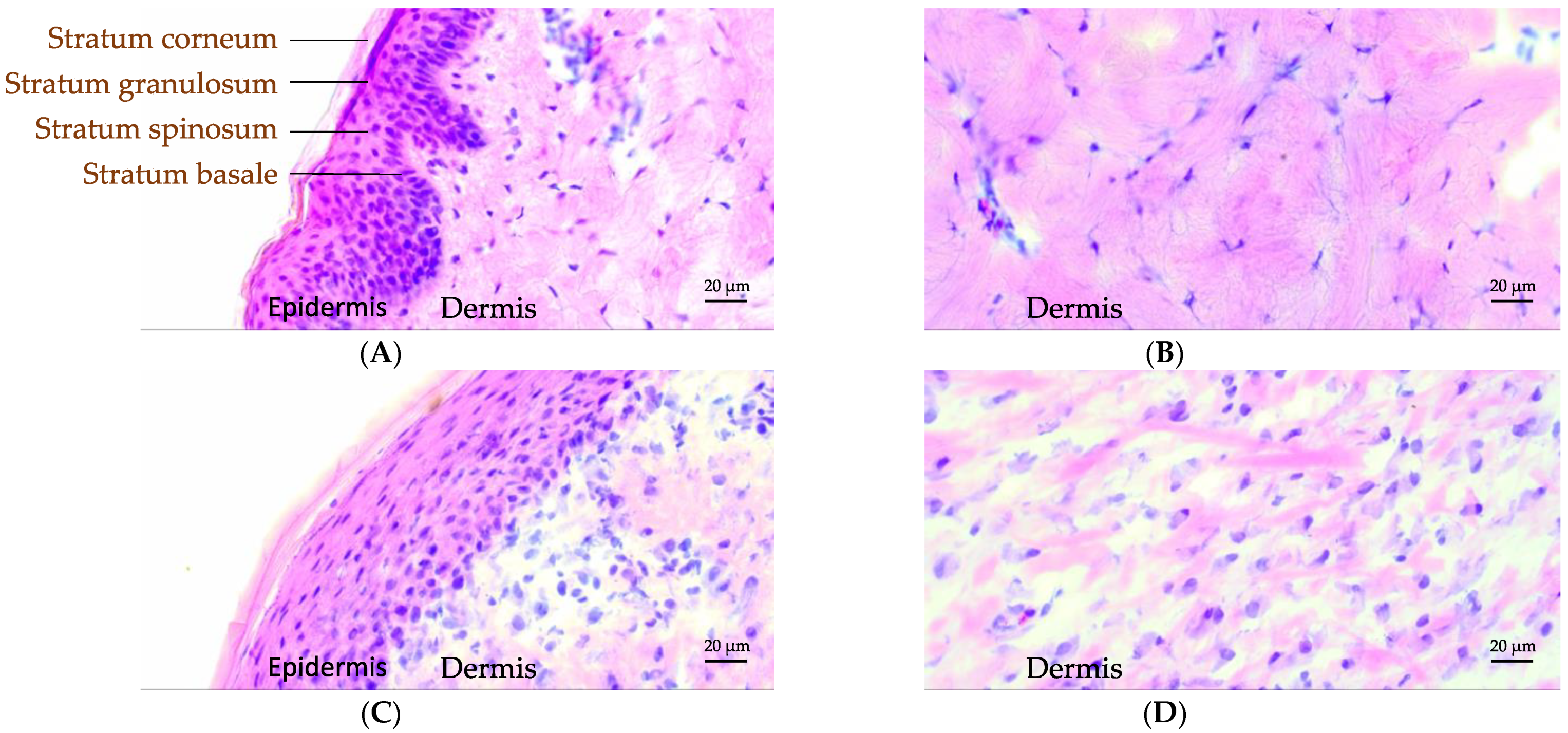 Biomedicines 09 00360 g004
