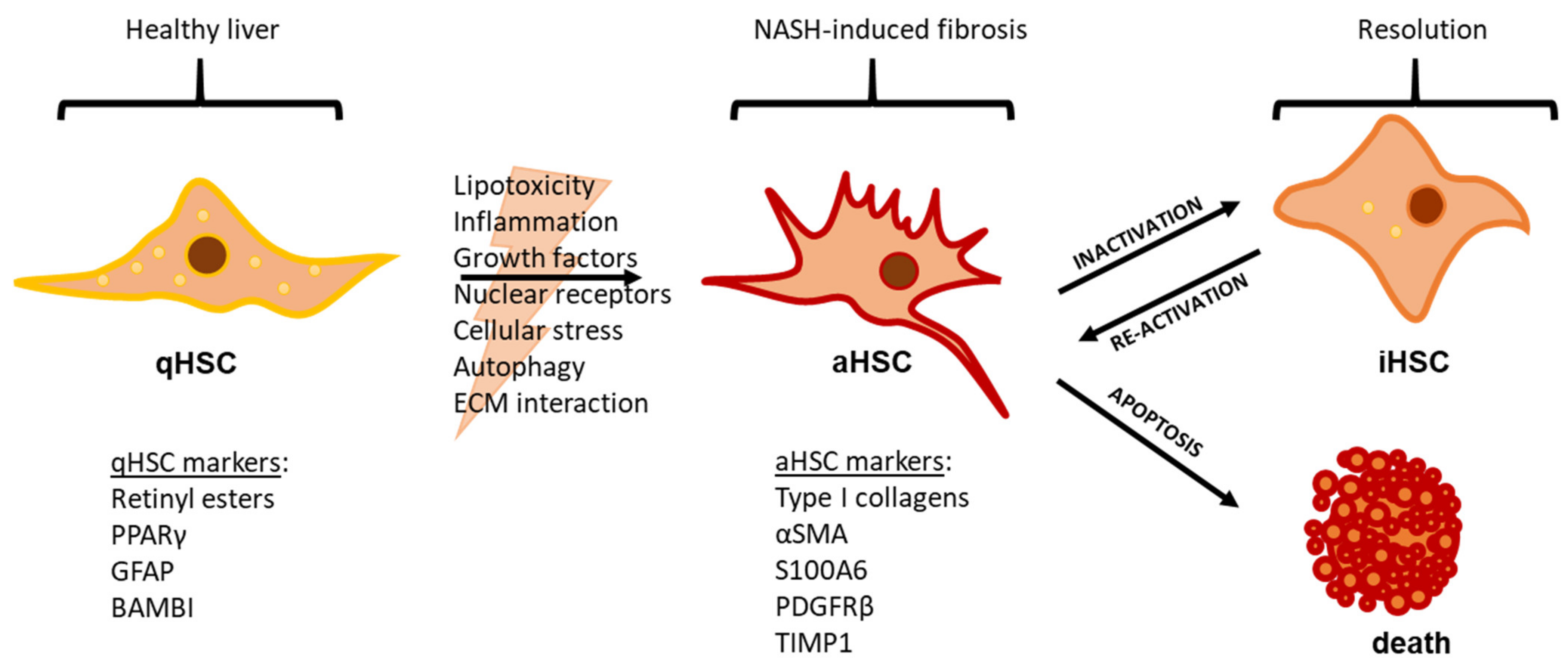 Biomedicines 09 00365 g002 Biomedicines 09 00365 g002