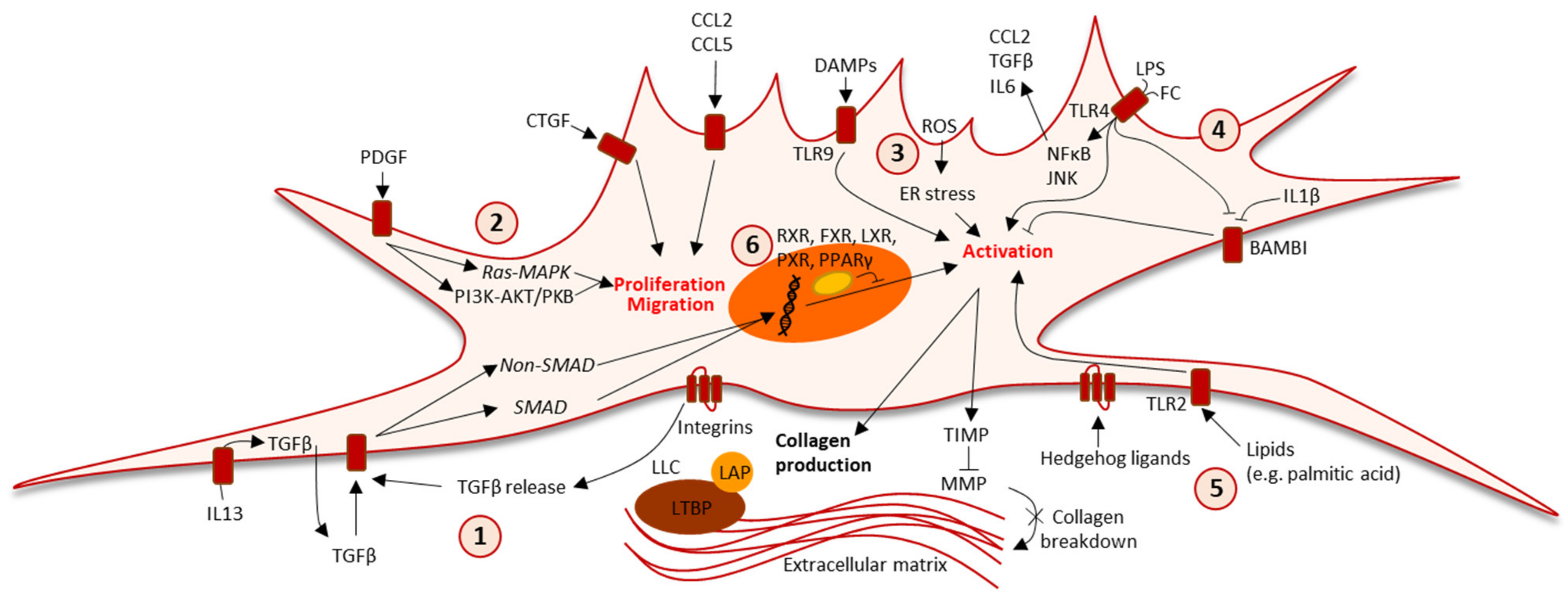 Biomedicines 09 00365 g003 Biomedicines 09 00365 g003