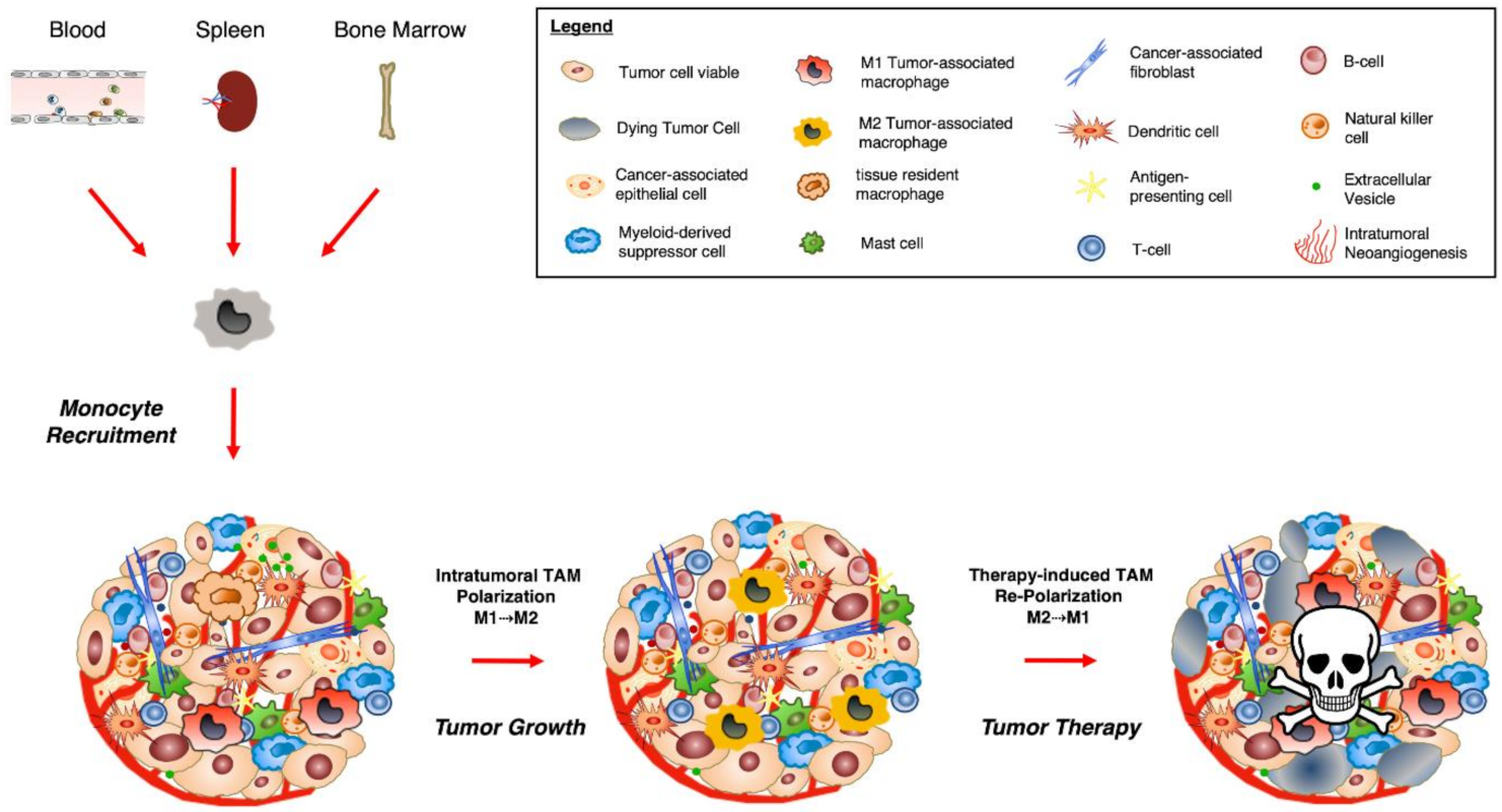 Biomedicines 09 00374 g002