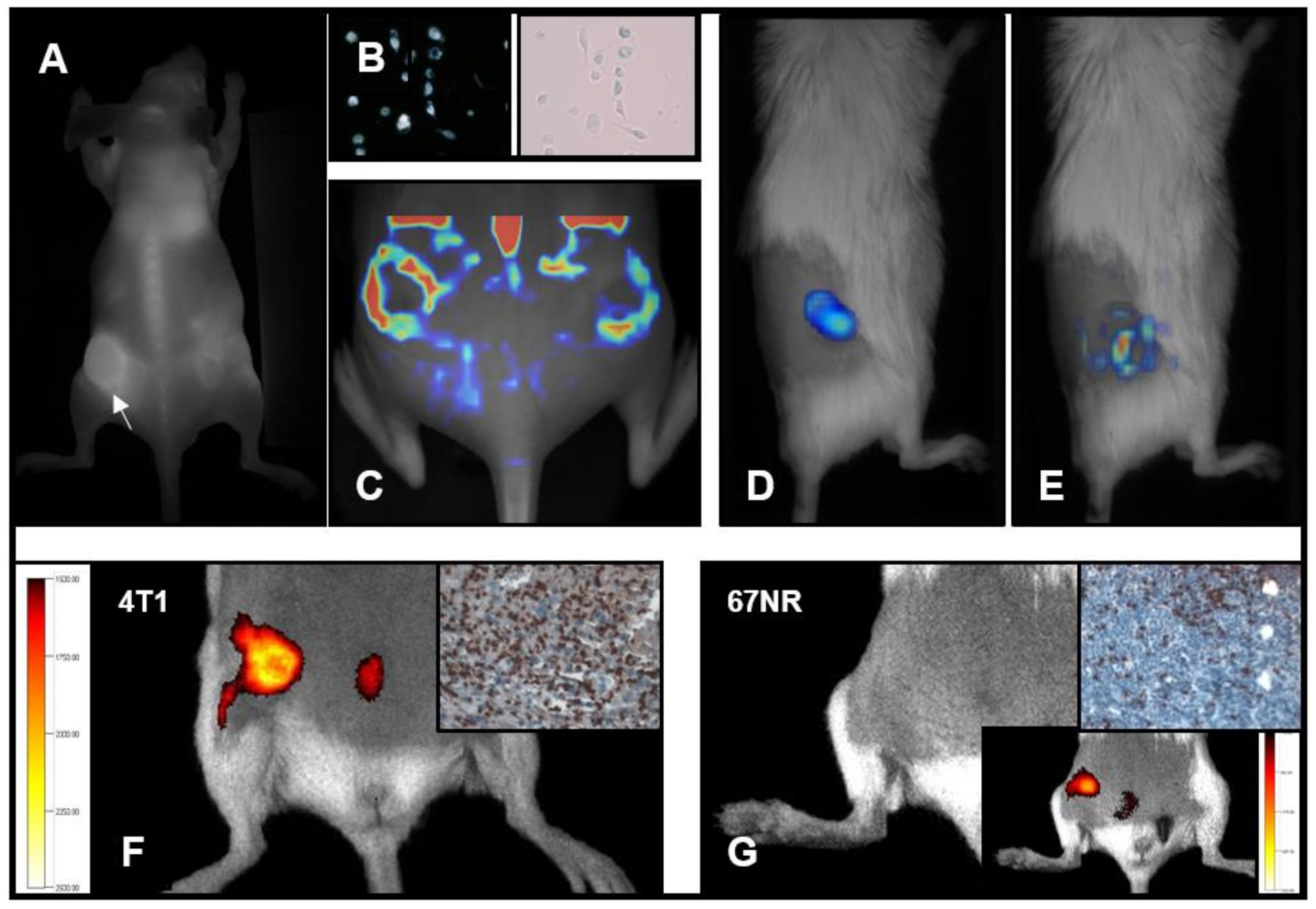 Biomedicines 09 00374 g003