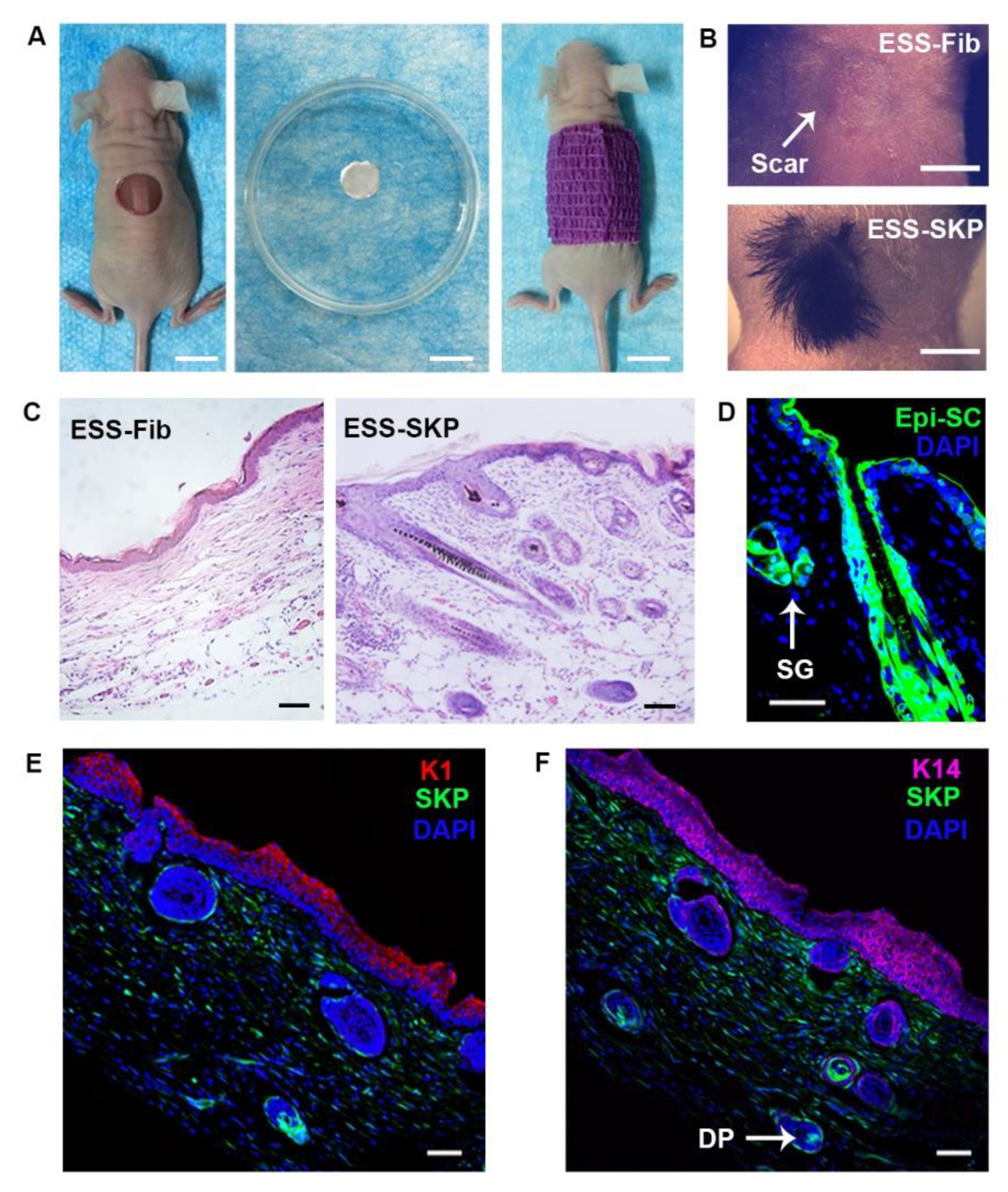 Biomedicines 09 00400 g006