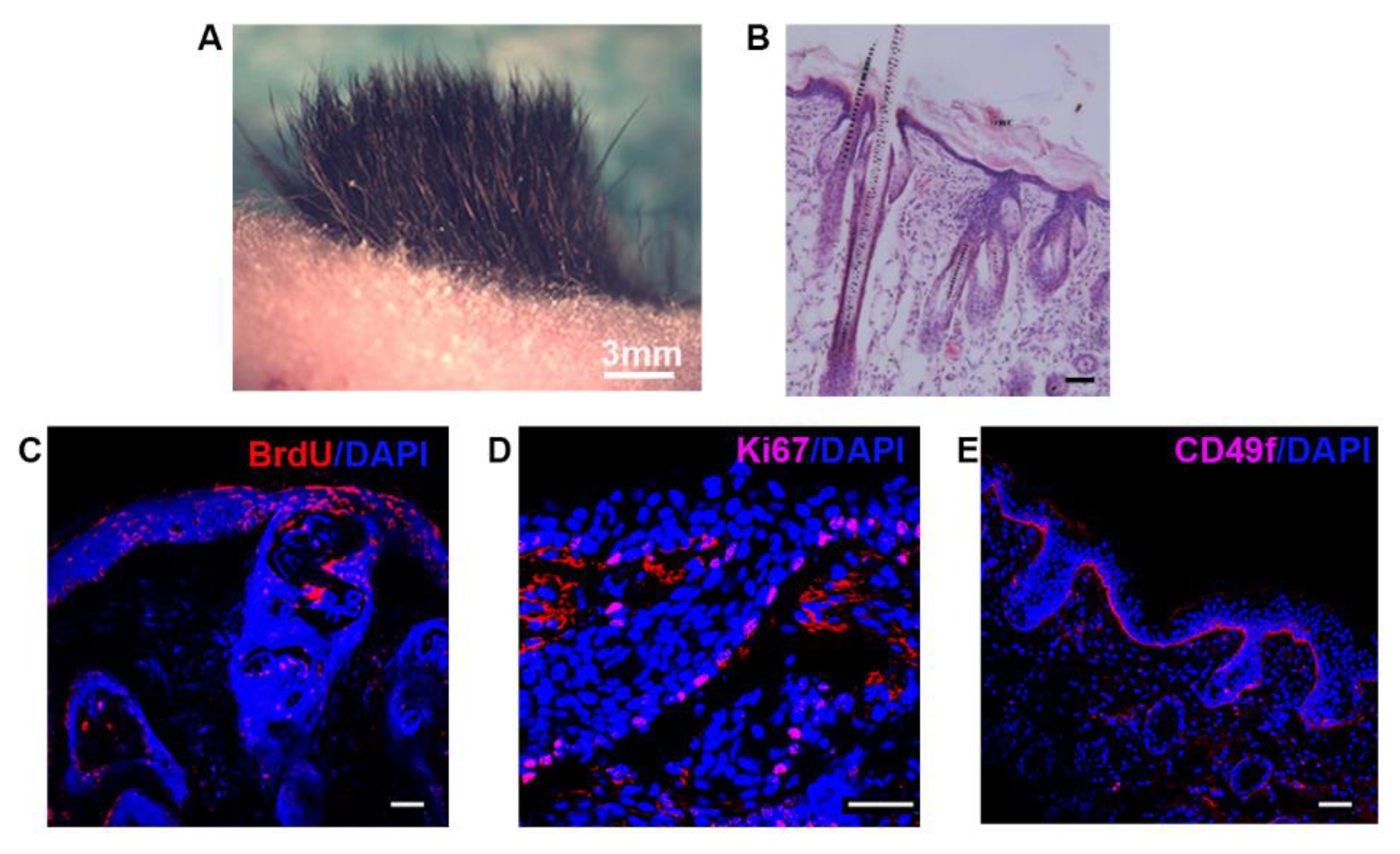 Biomedicines 09 00400 g008