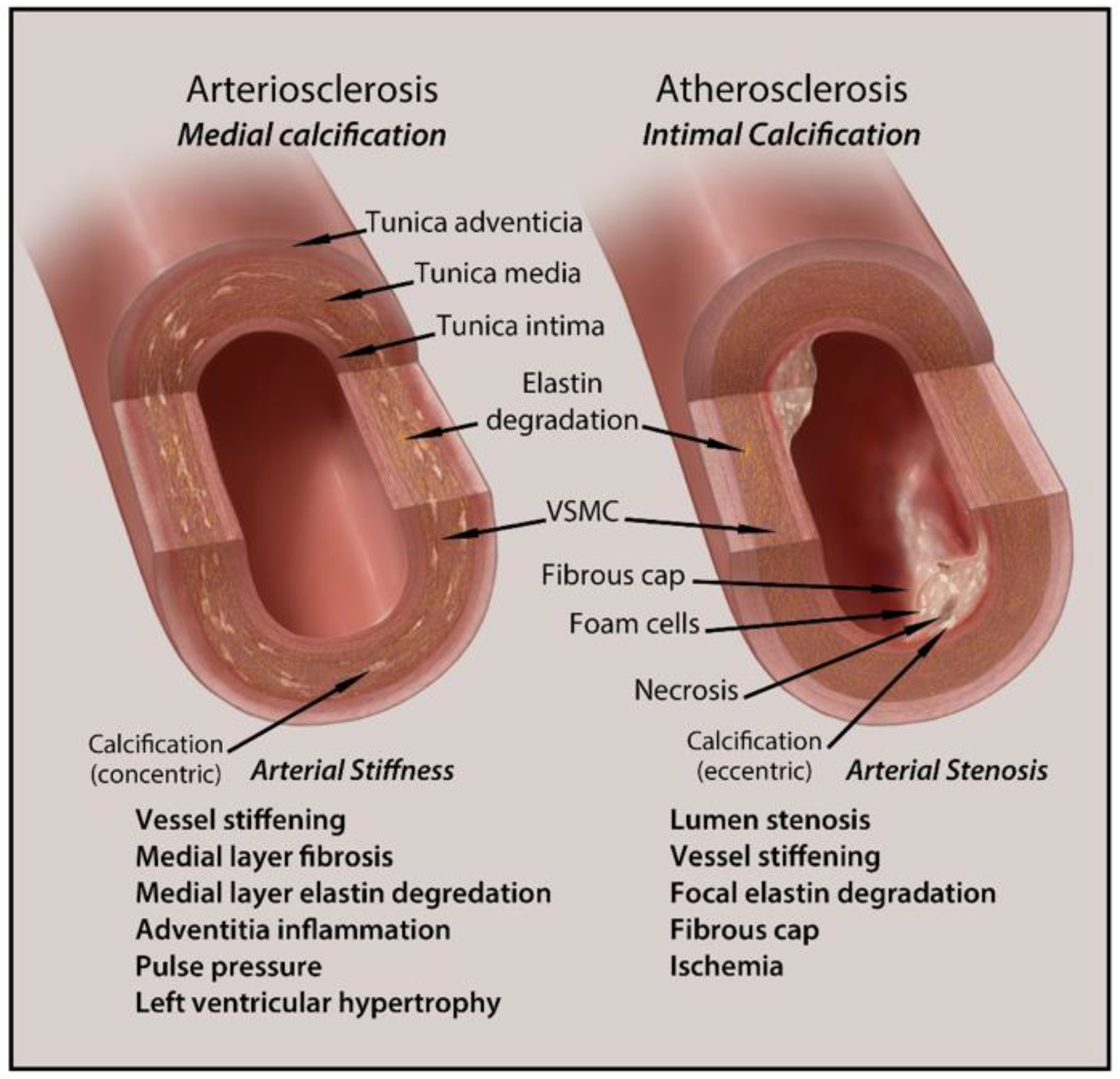 Biomedicines 09 00404 g002