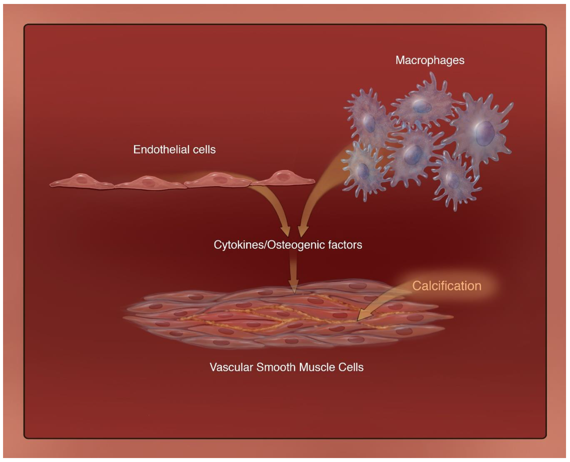 Biomedicines 09 00404 g004