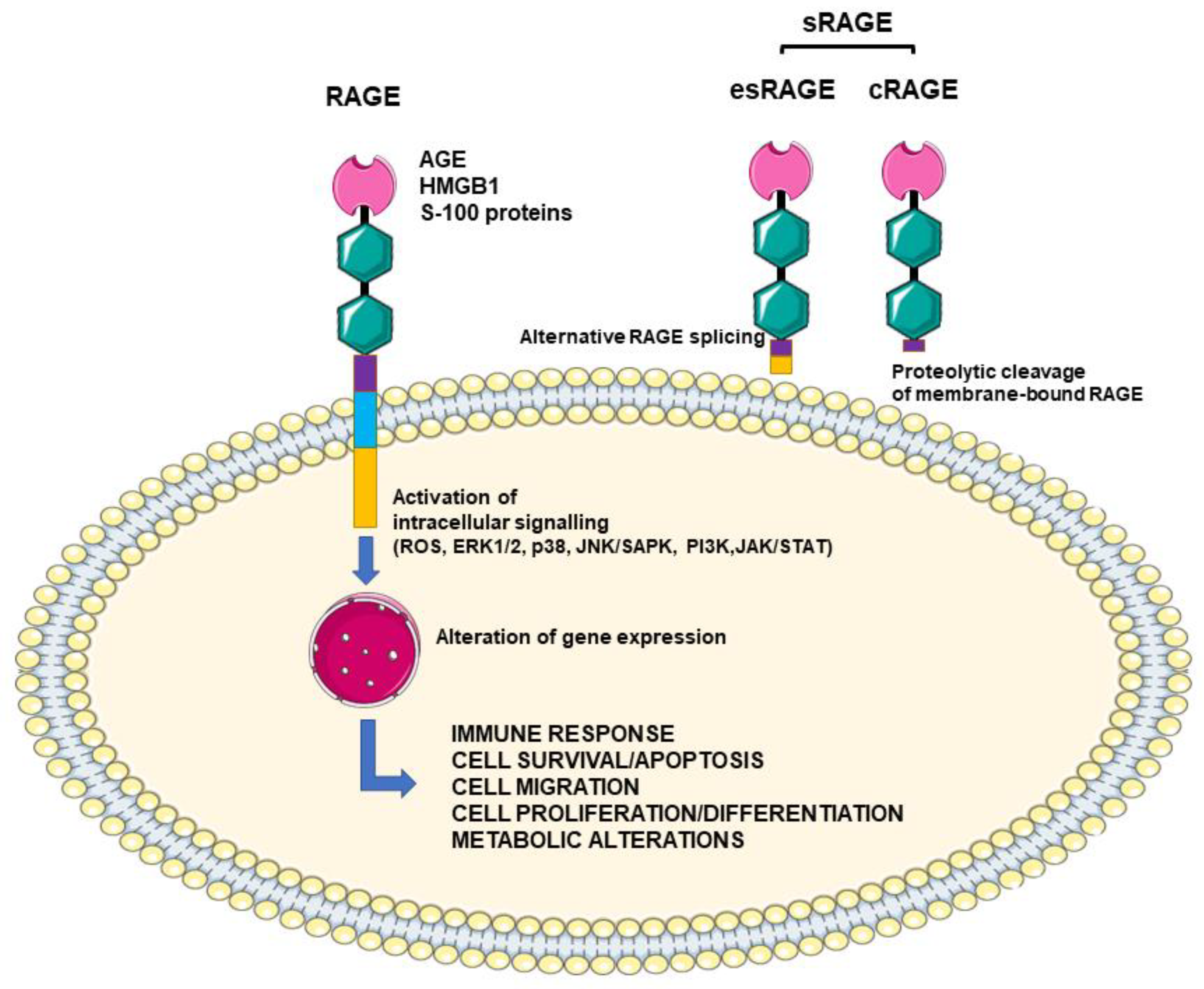 Biomedicines 09 00405 g003