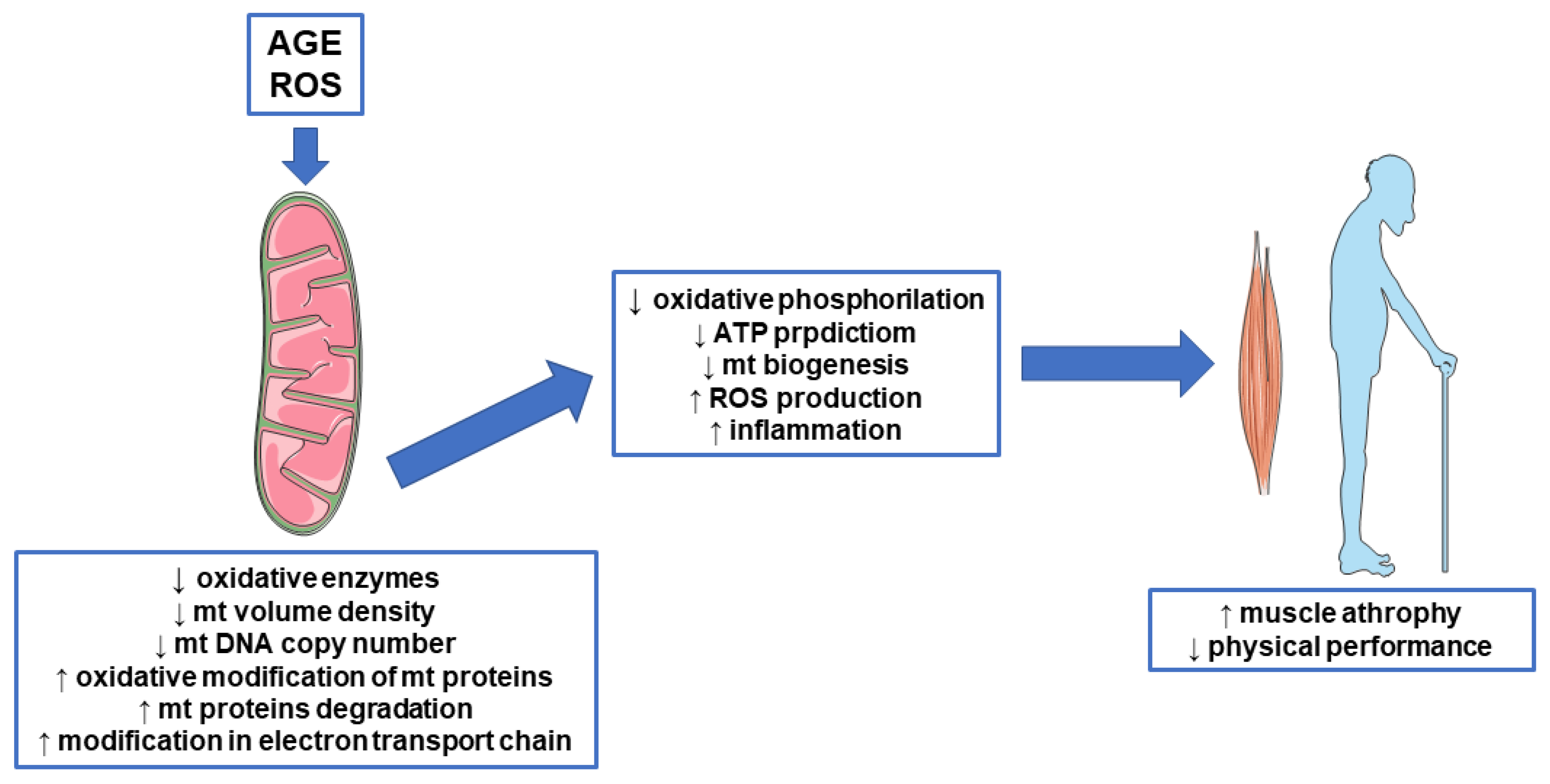 Biomedicines 09 00405 g004