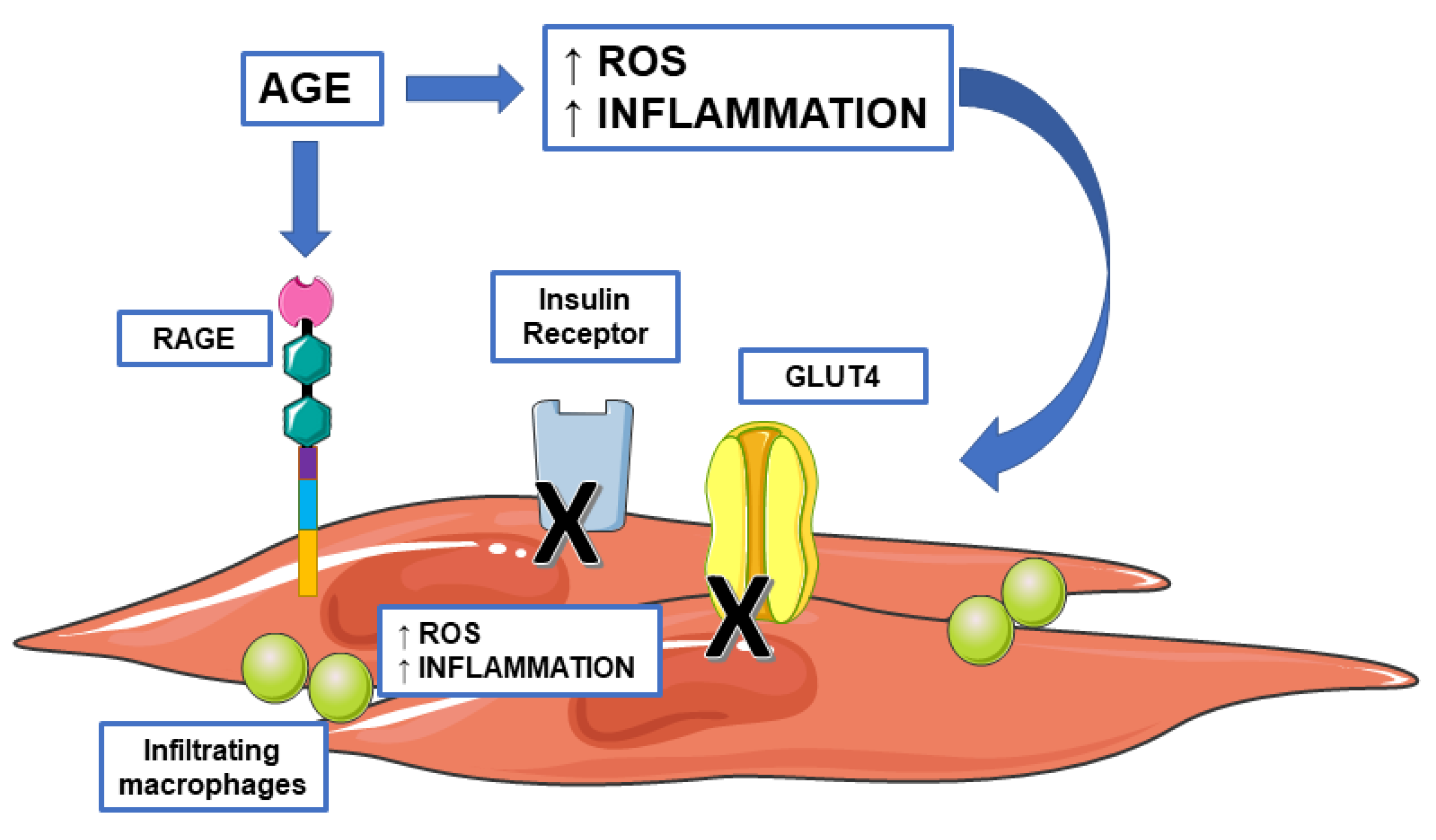 Biomedicines 09 00405 g005