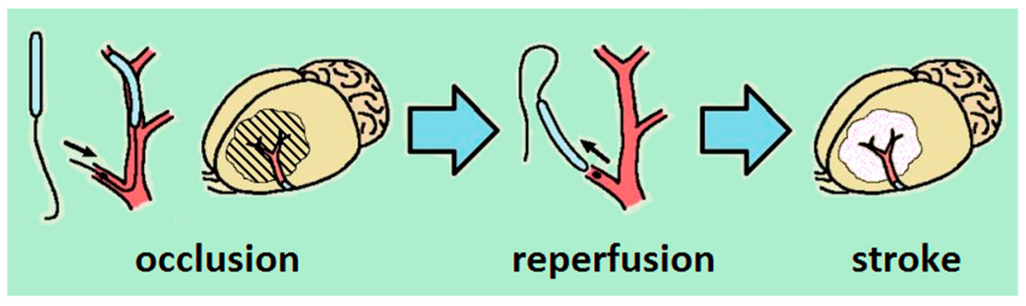 Biomedicines 09 00407 g002 Biomedicines 09 00407 g002