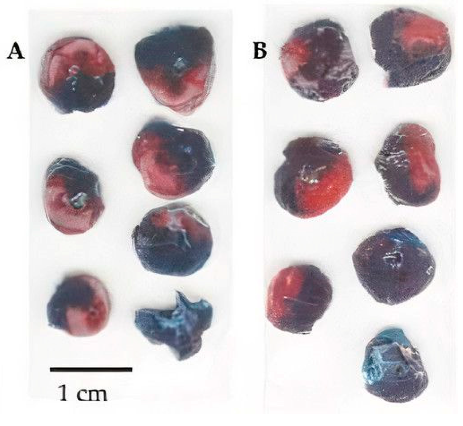 Biomedicines 09 00407 g004 Biomedicines 09 00407 g004