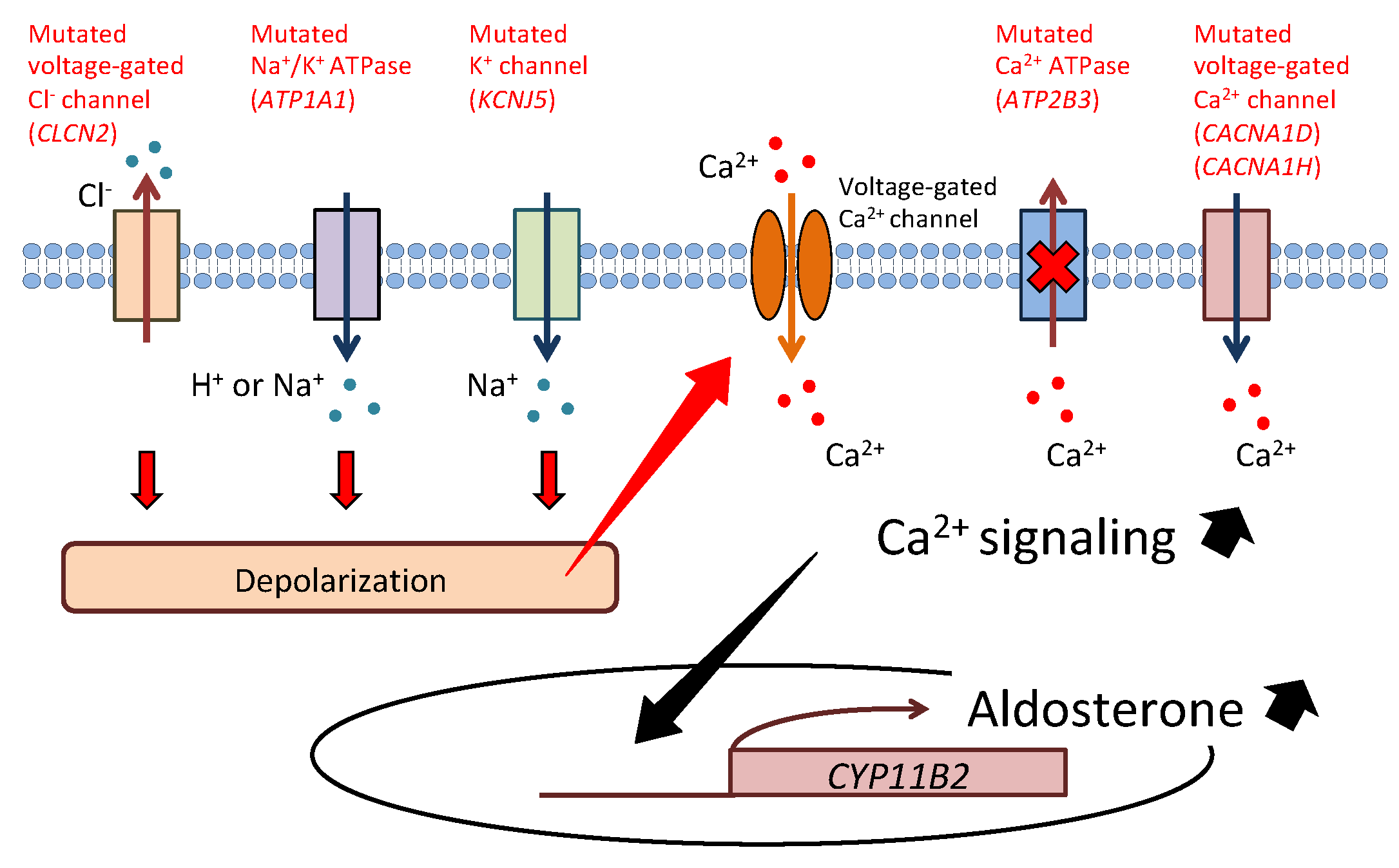 Biomedicines 09 00409 g001