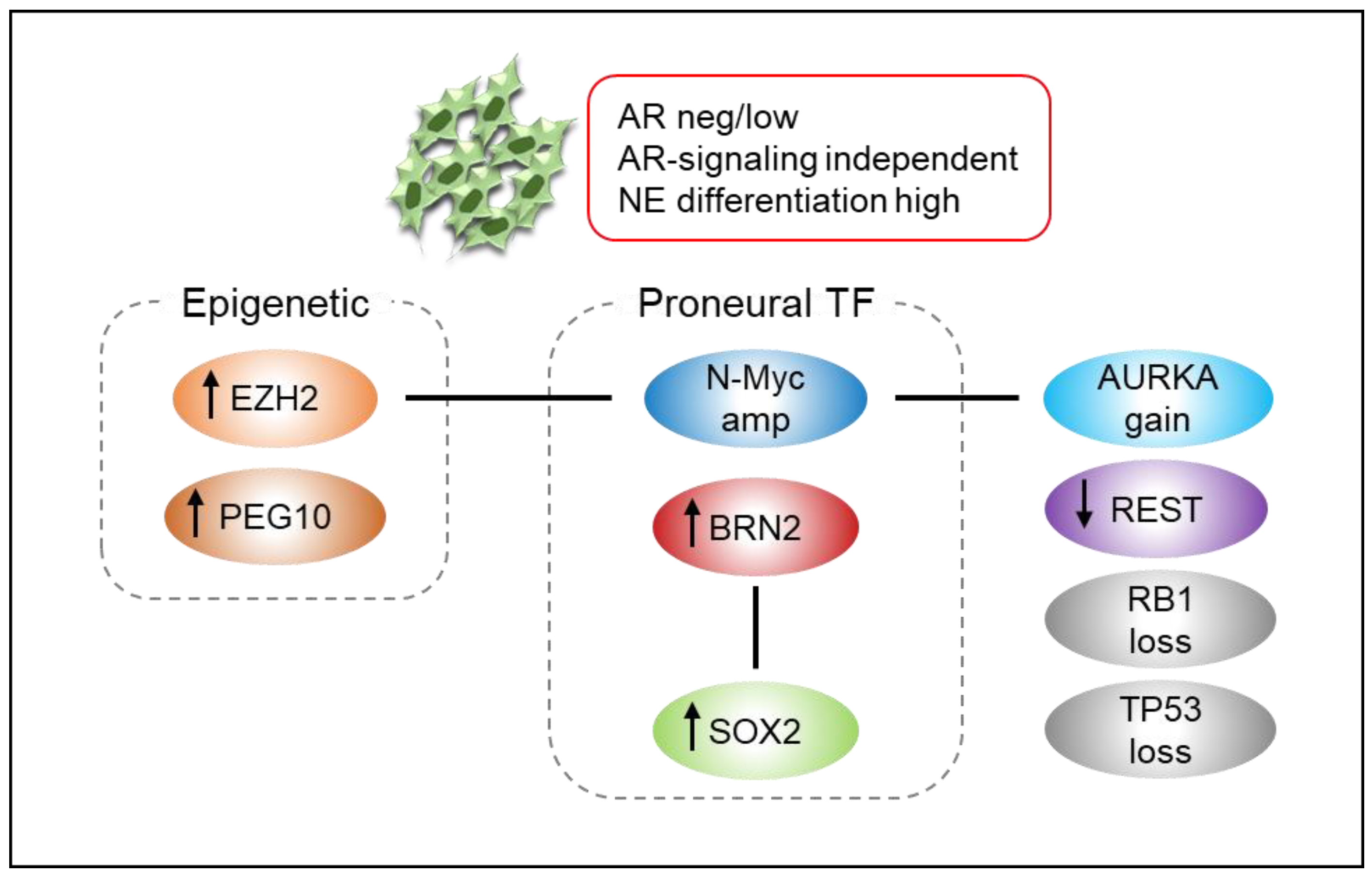Biomedicines 09 00414 g002