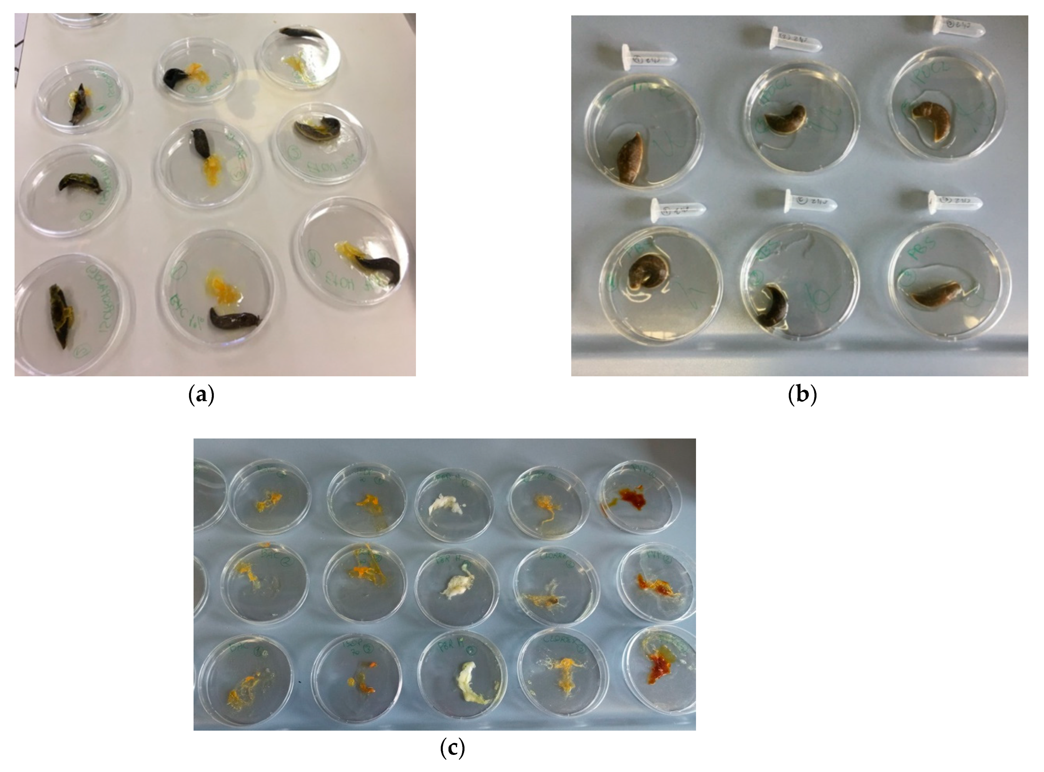 Biomedicines 09 00424 g001