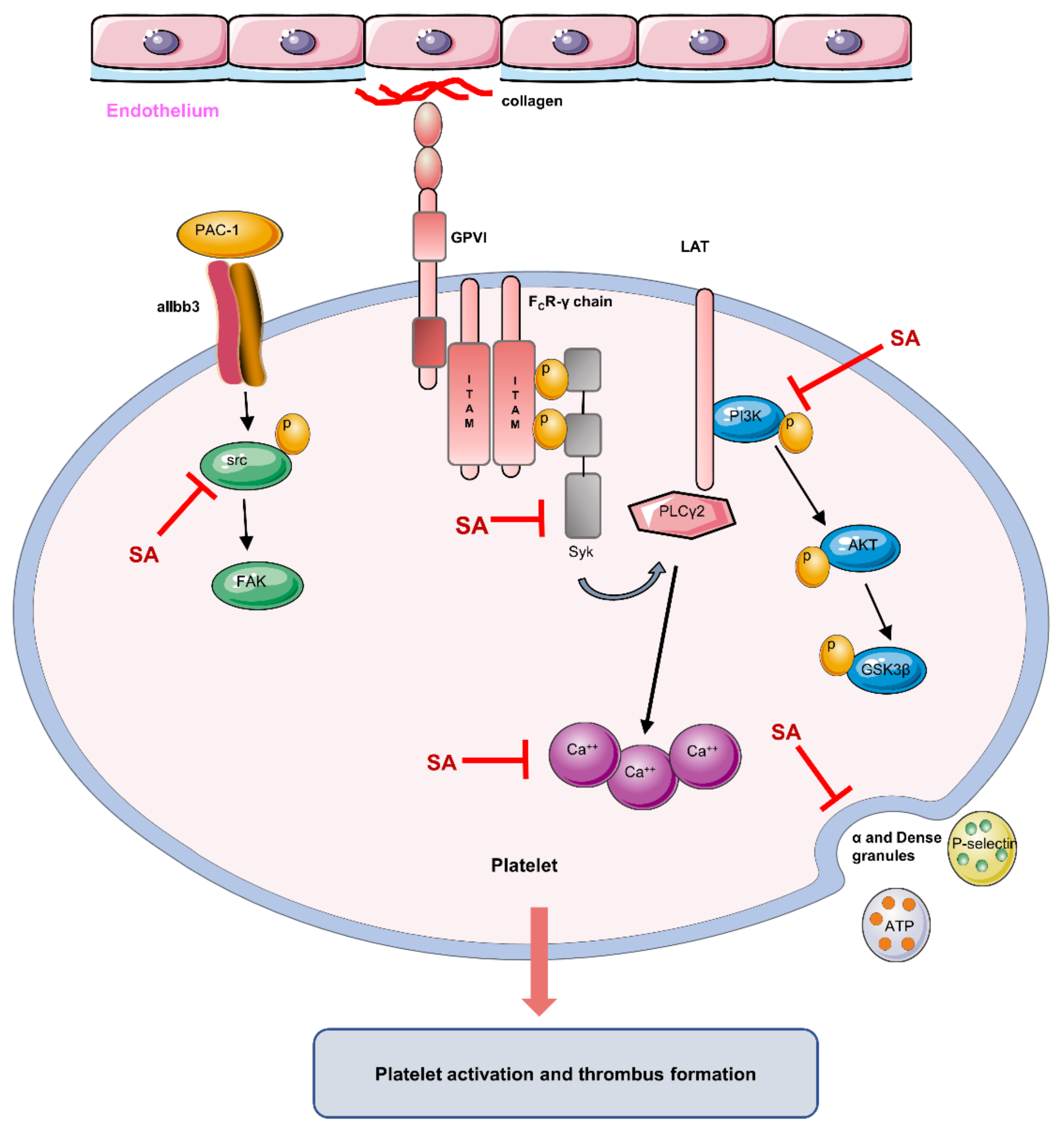 Biomedicines 09 00444 g008 Biomedicines 09 00444 g008