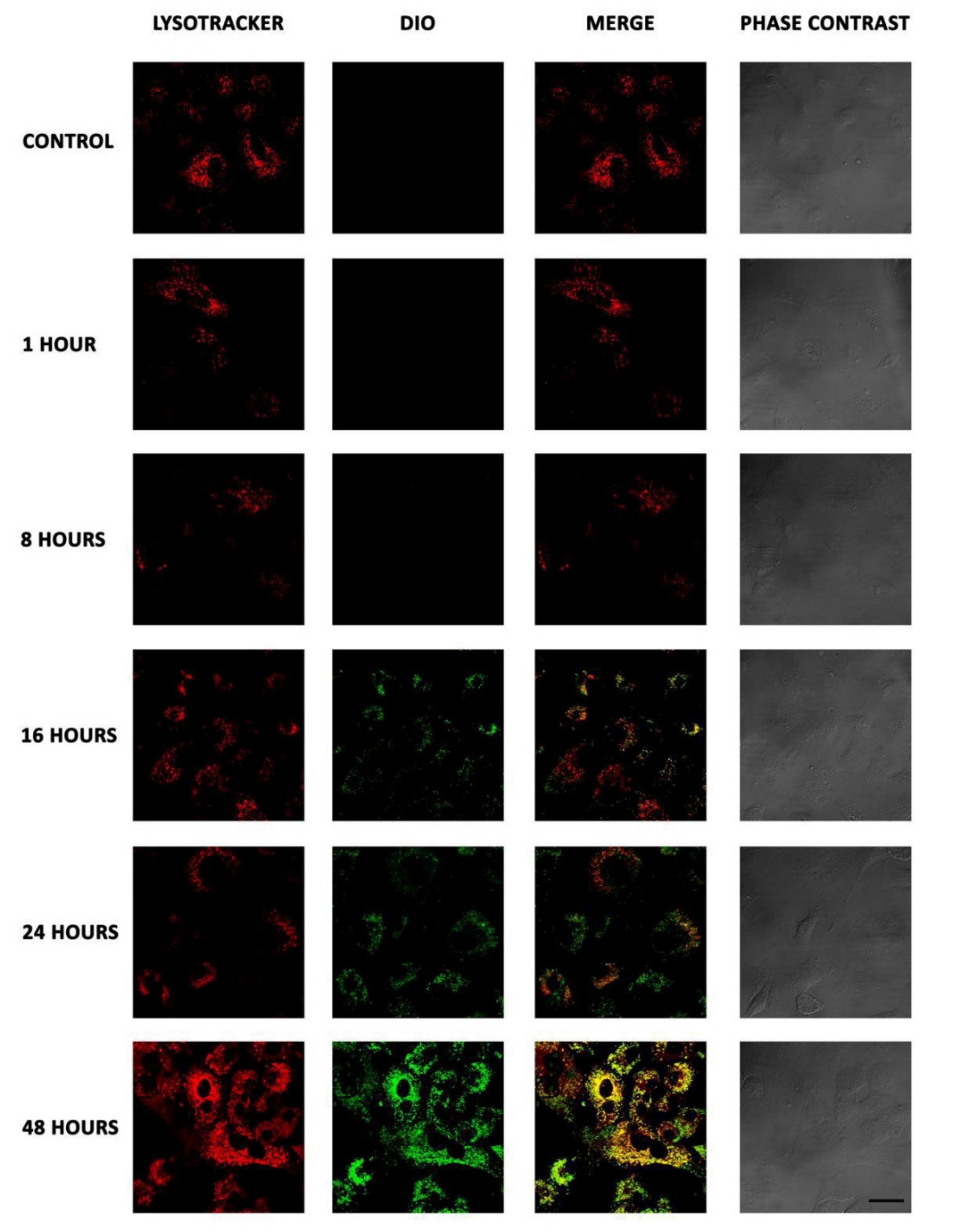 Biomedicines 09 00508 g003