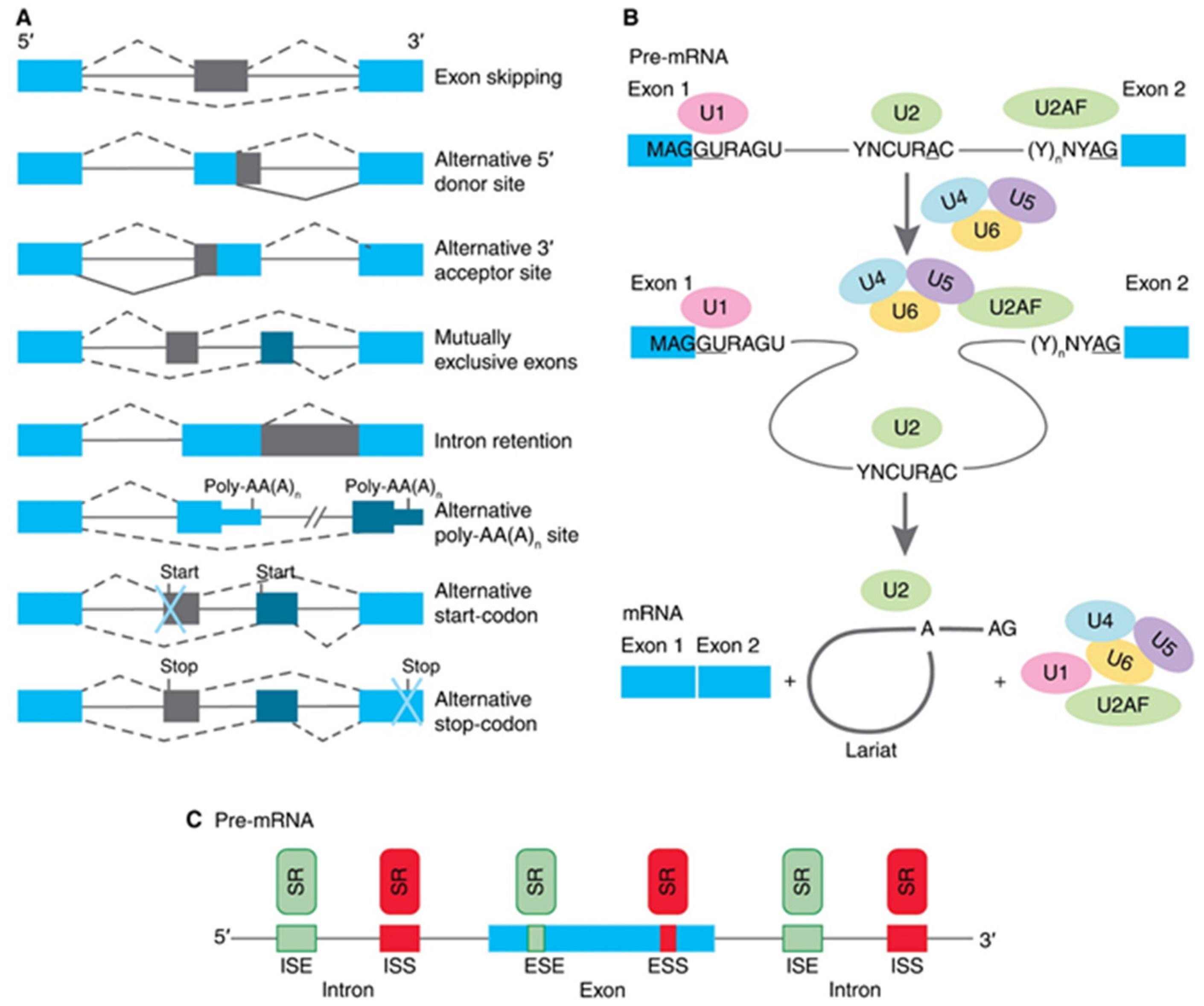 Biomedicines 09 00526 g001