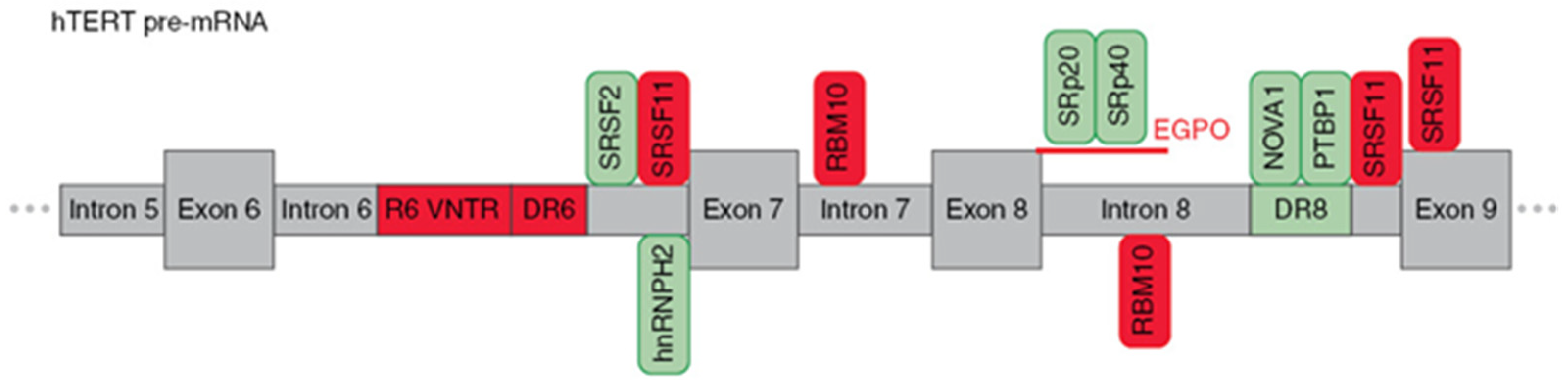 Biomedicines 09 00526 g003