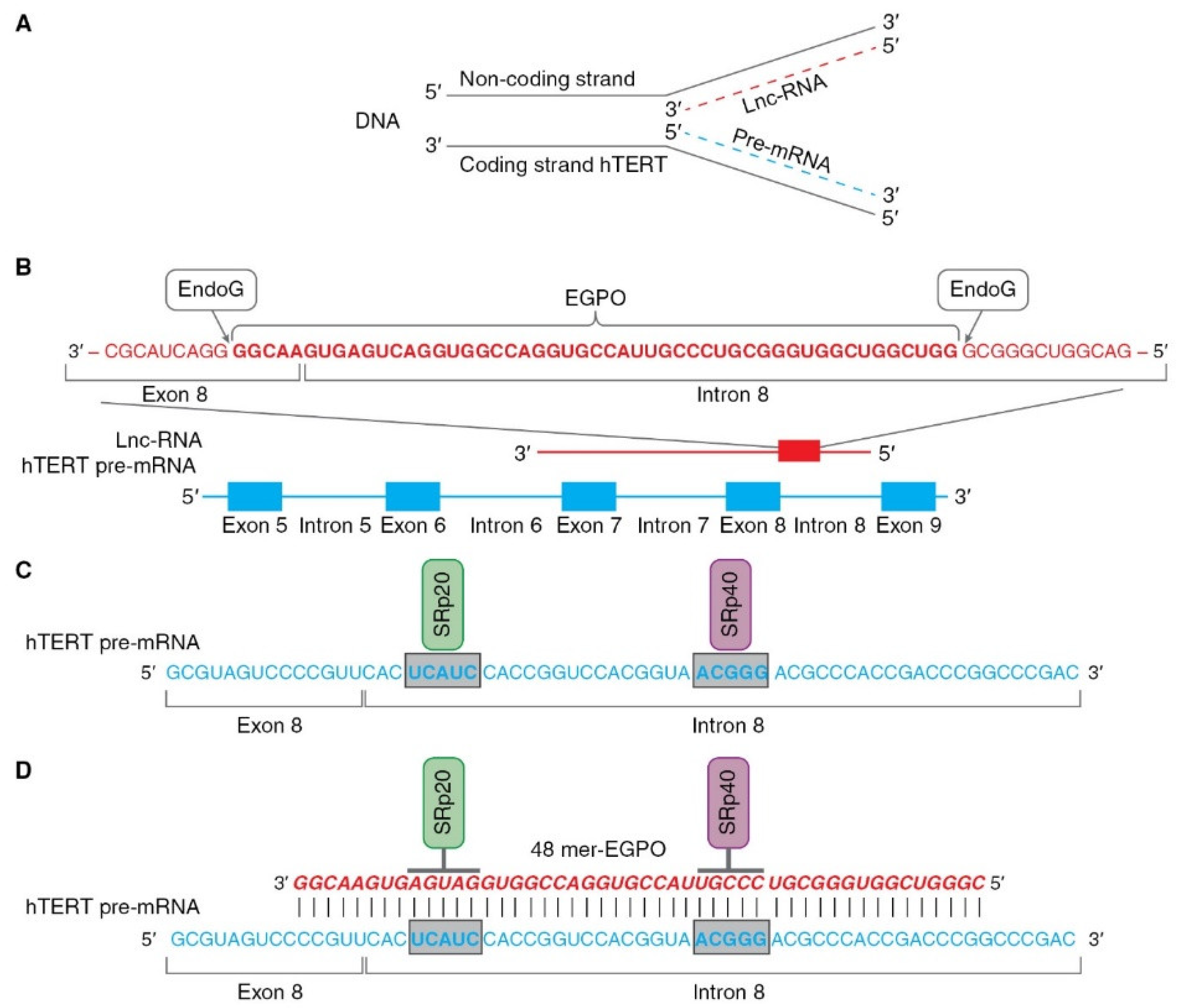 Biomedicines 09 00526 g004