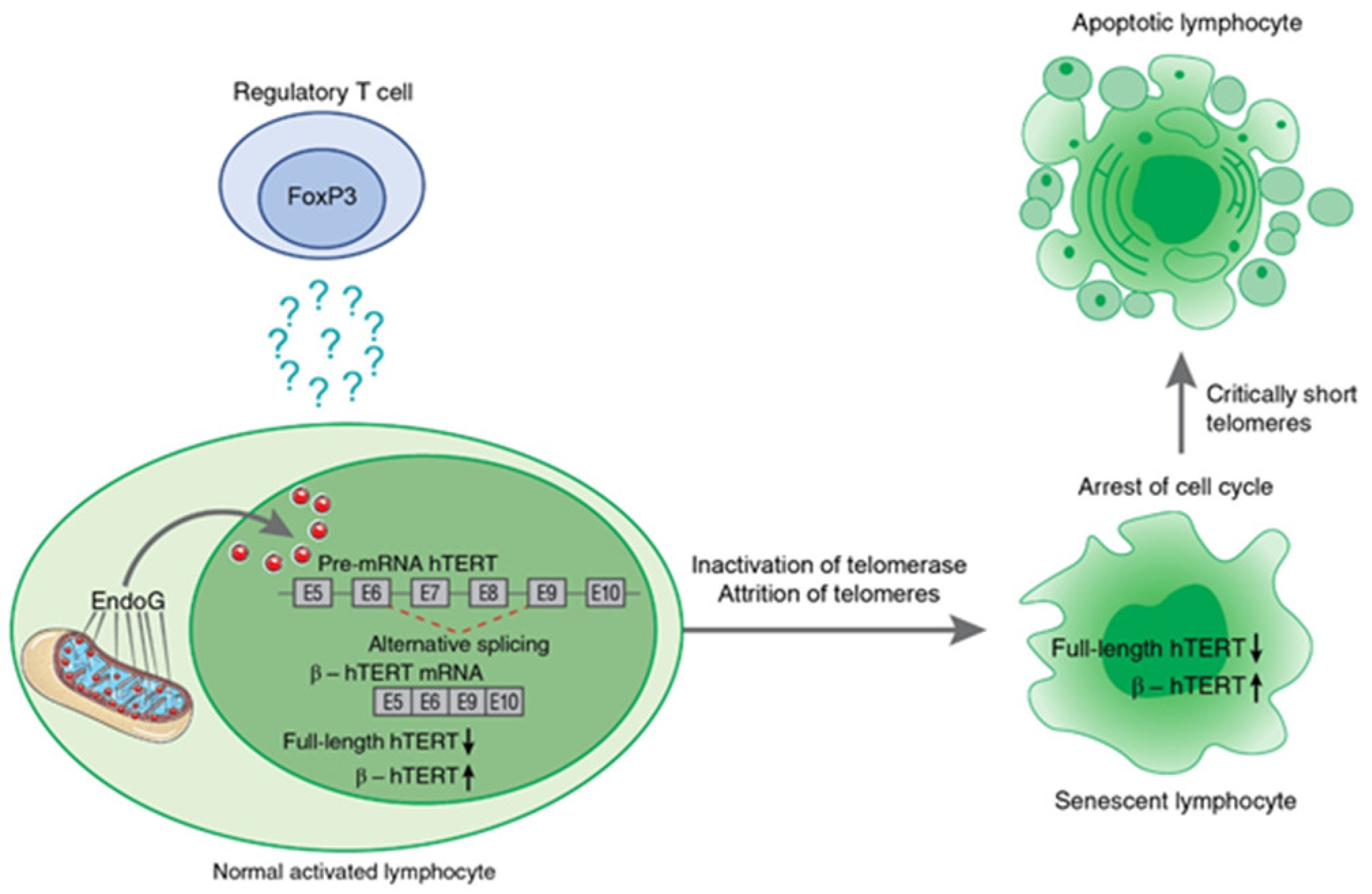 Biomedicines 09 00526 g005