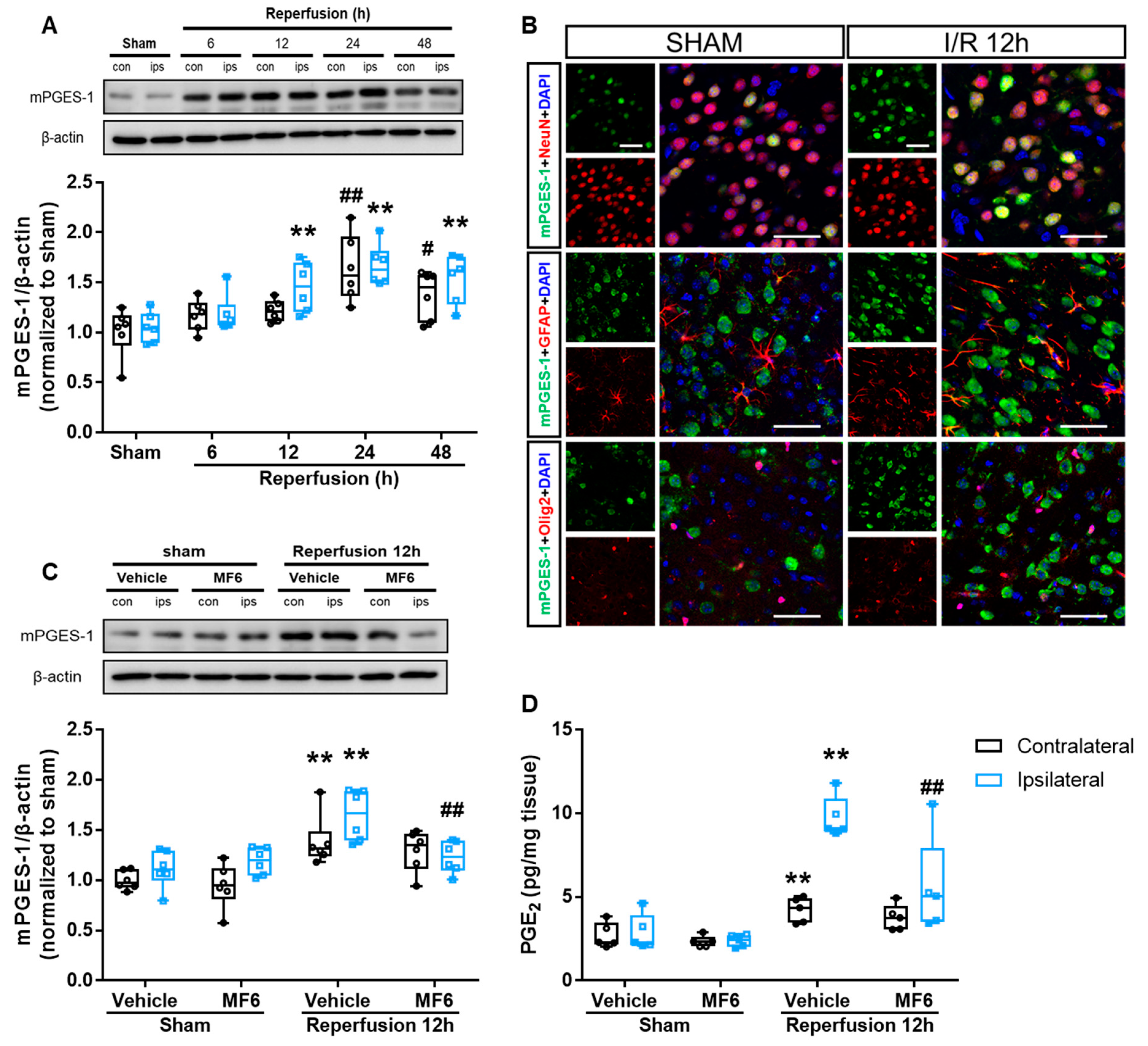 Biomedicines 09 00529 g008 Biomedicines 09 00529 g008
