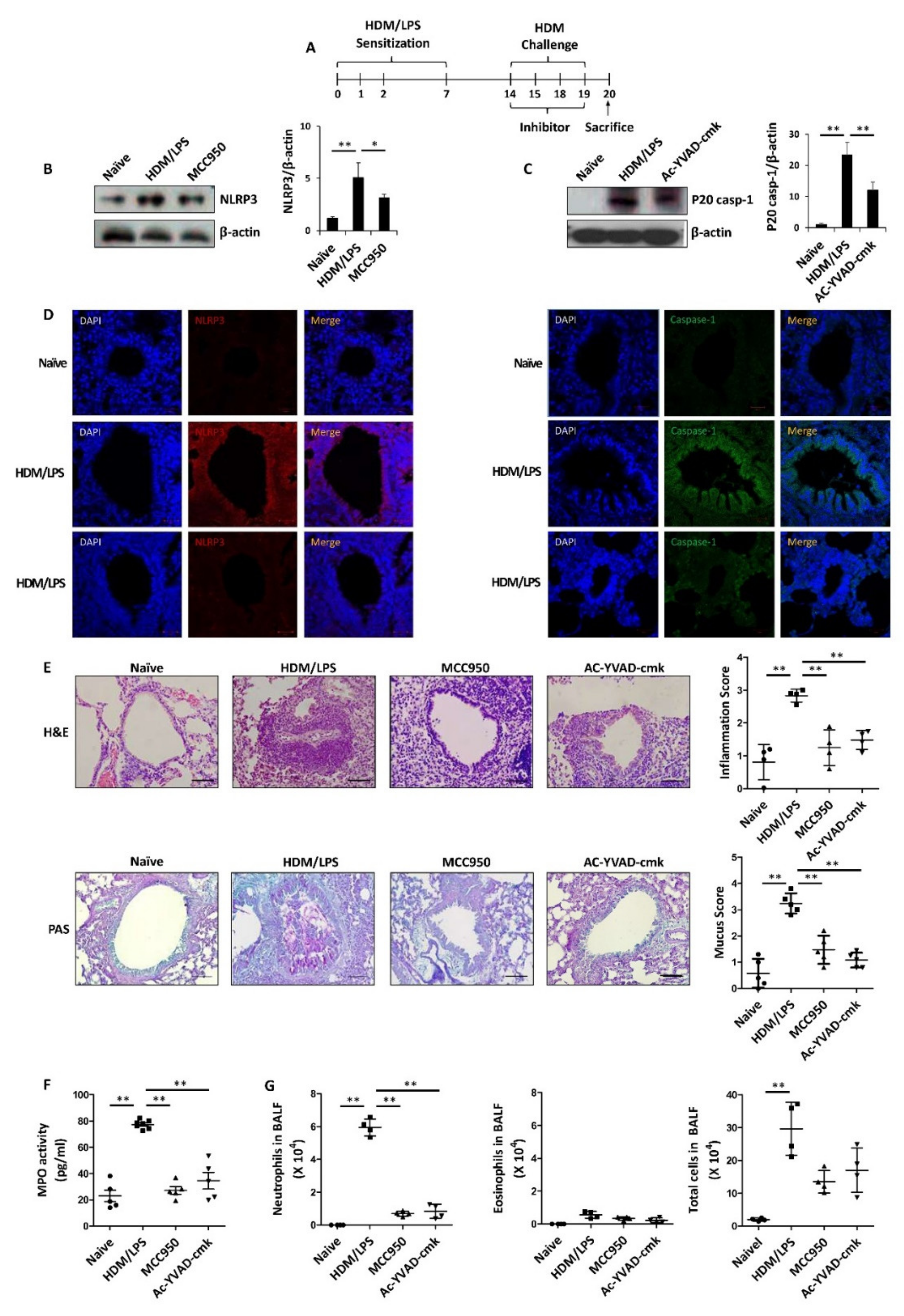 Biomedicines 09 00535 g001