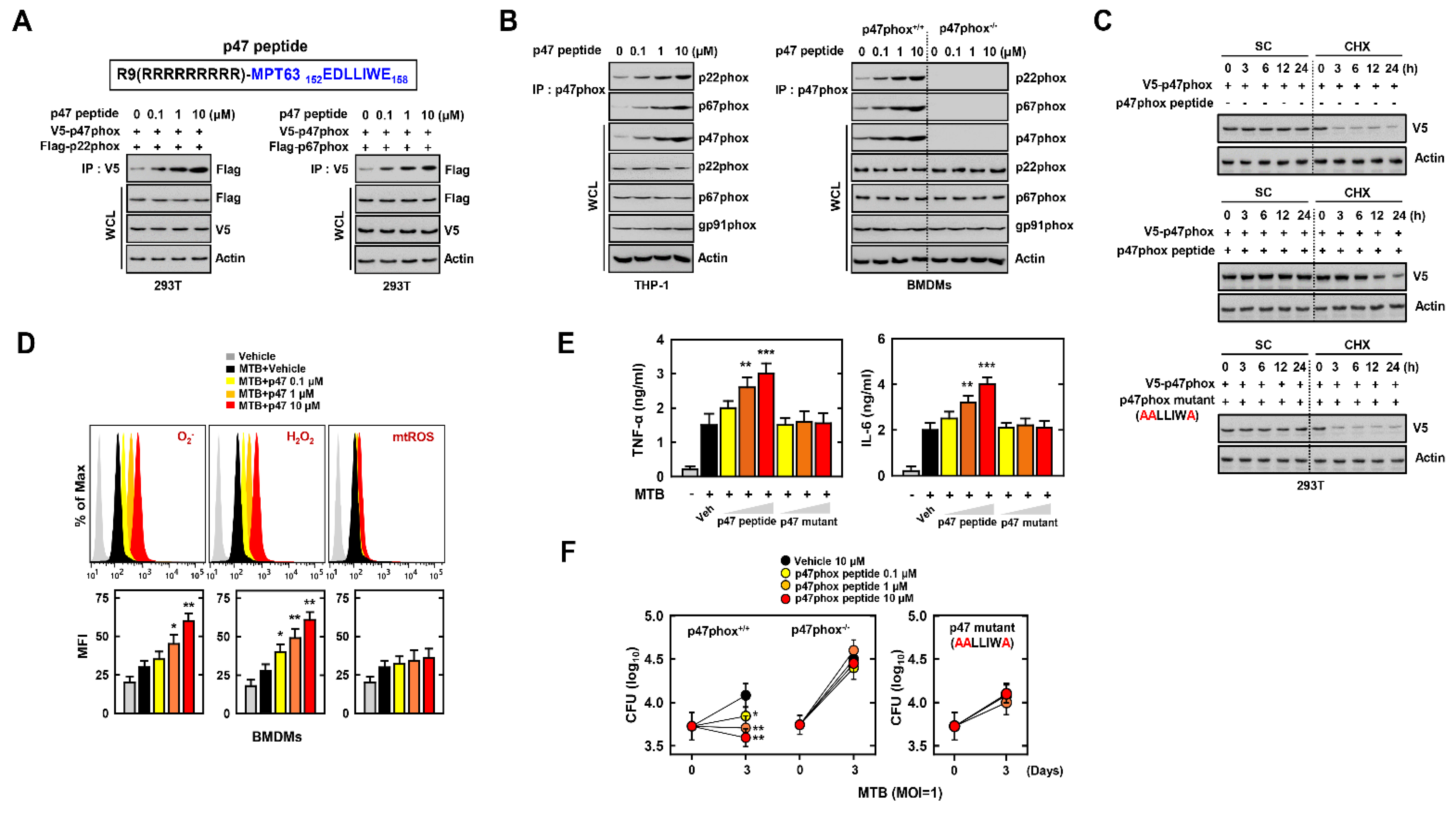 Biomedicines 09 00545 g004