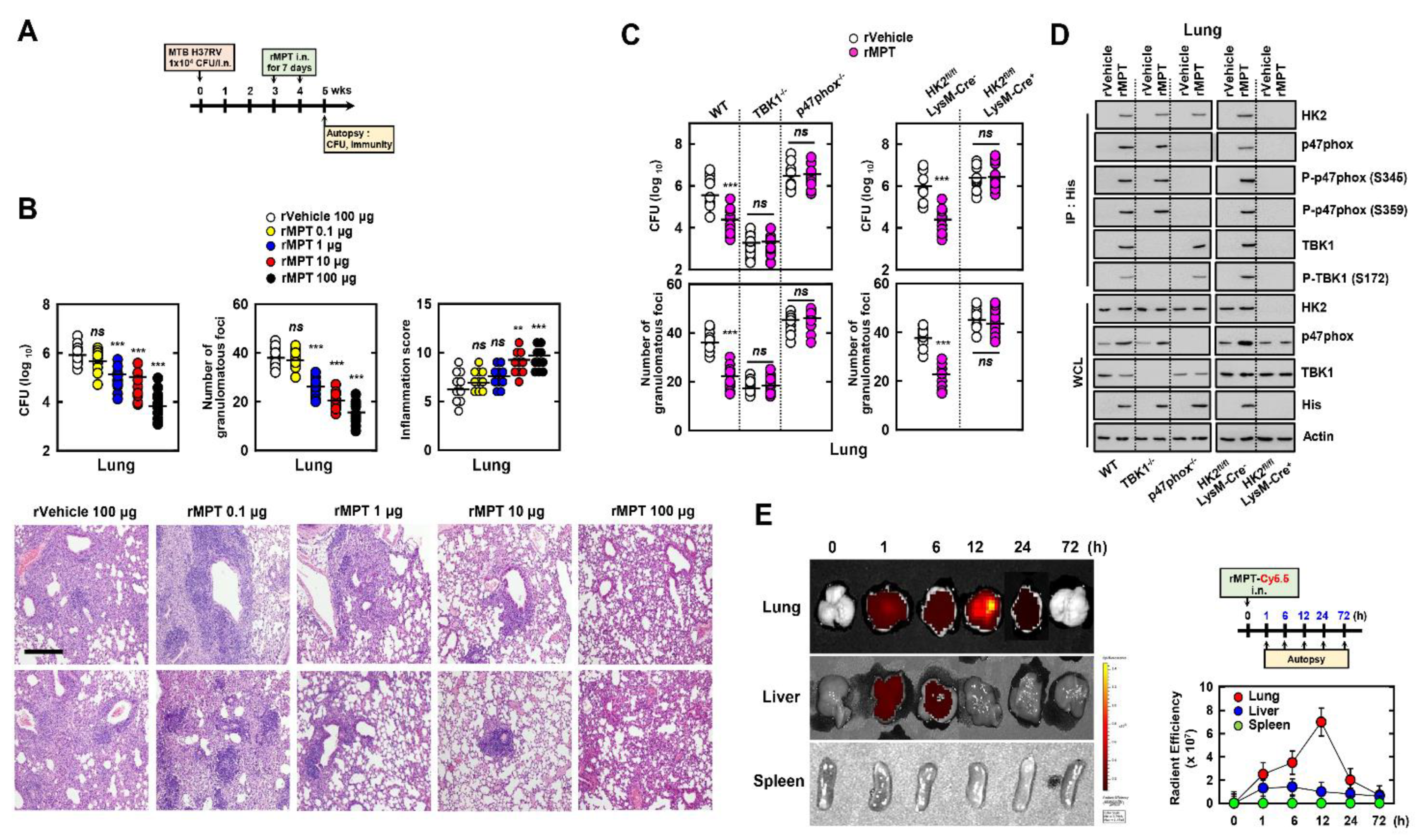 Biomedicines 09 00545 g008