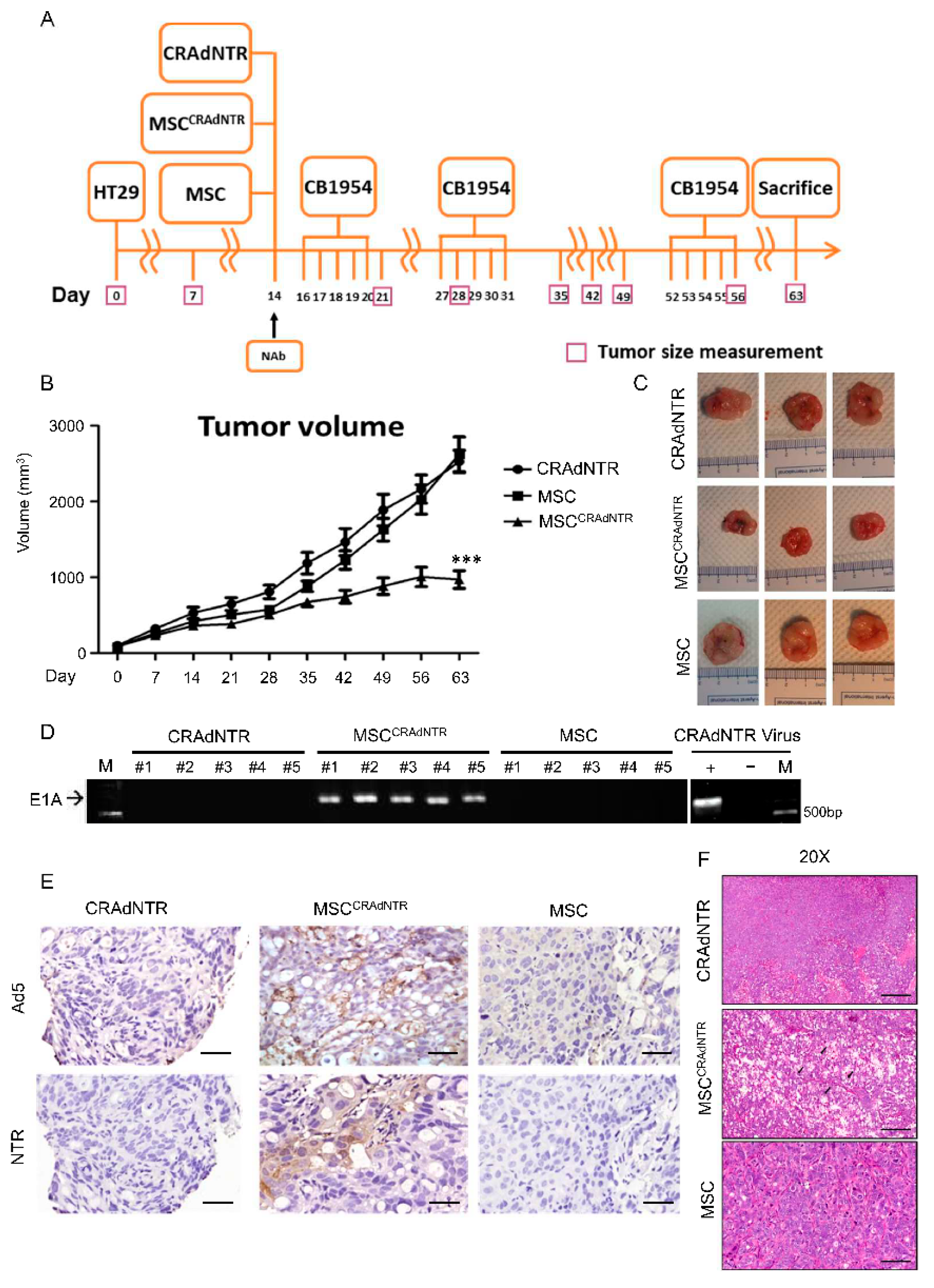 Biomedicines 09 00548 g004
