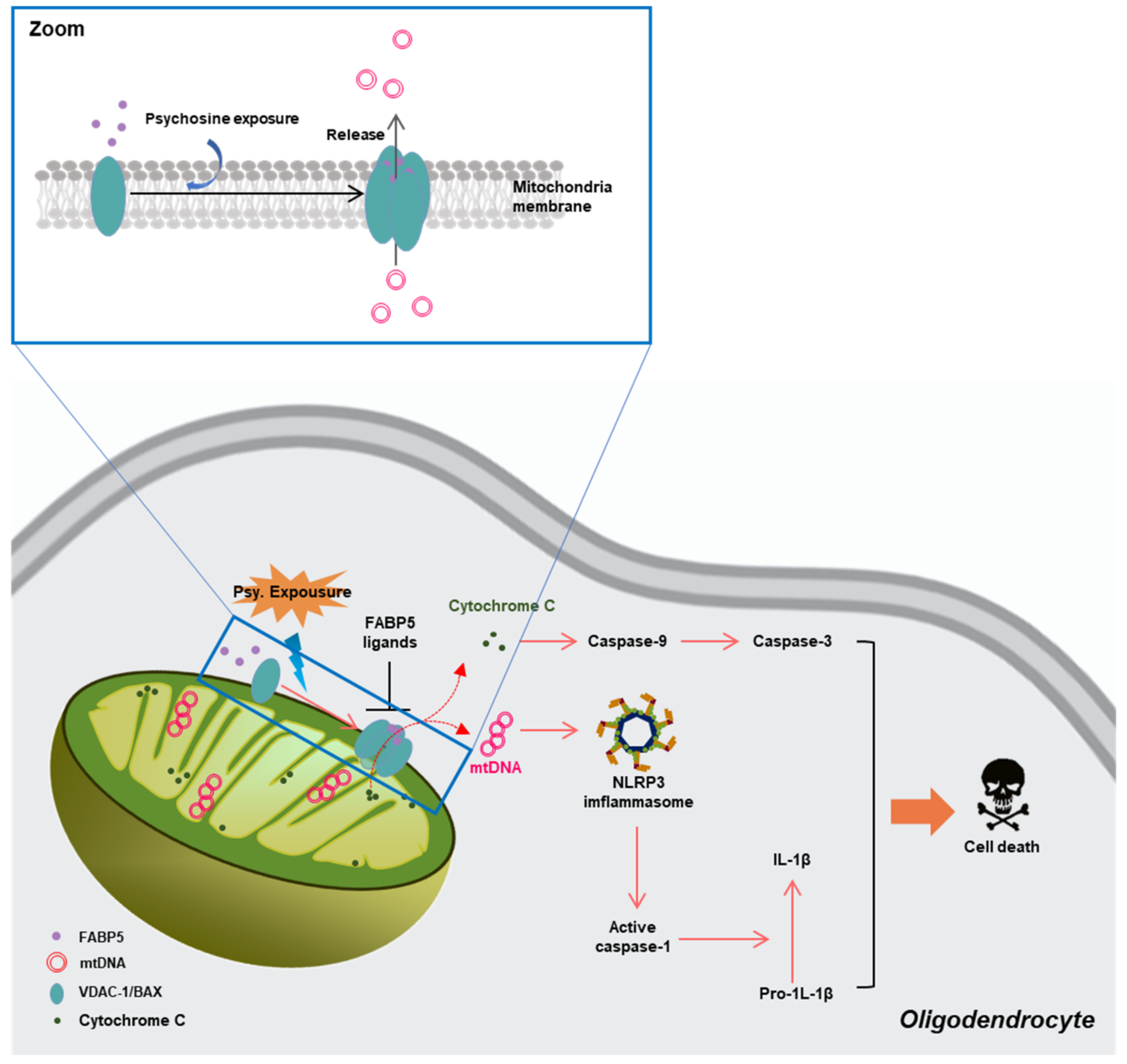 Biomedicines 09 00560 g004