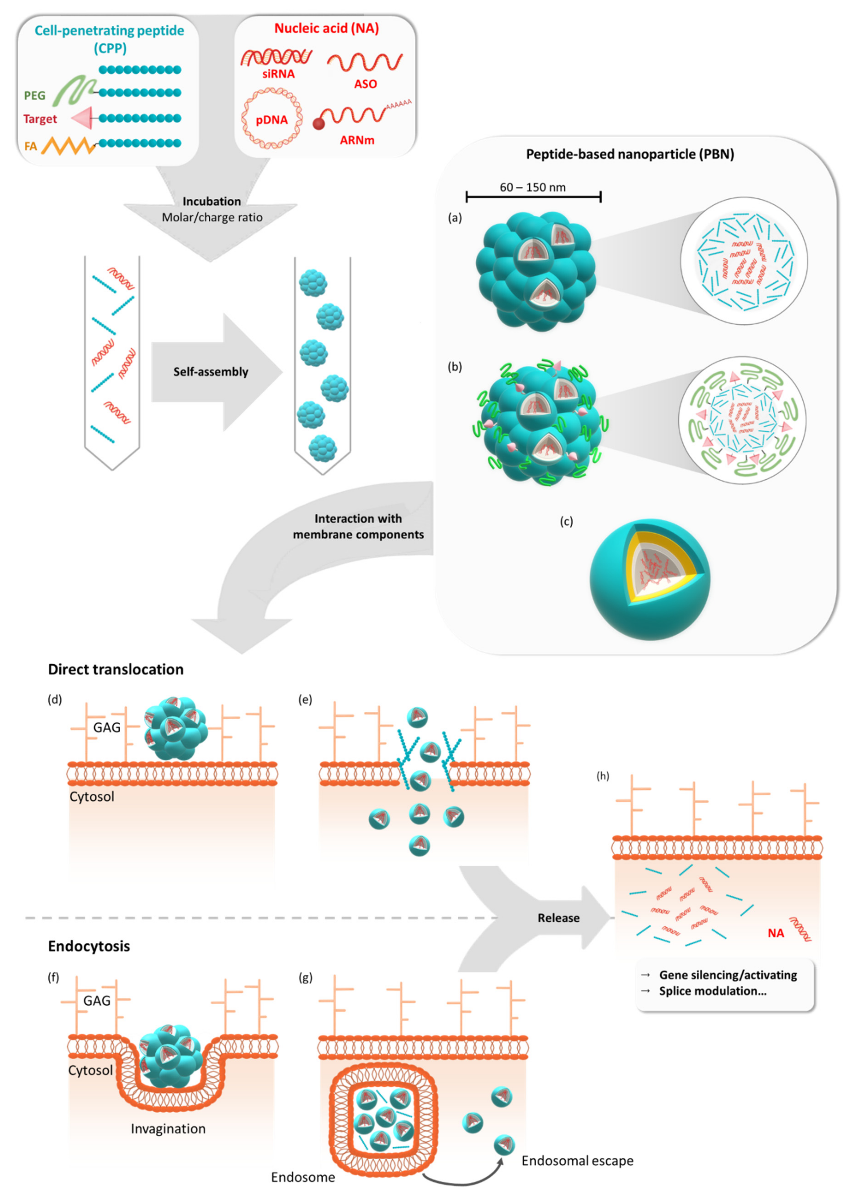 Biomedicines 09 00583 g001