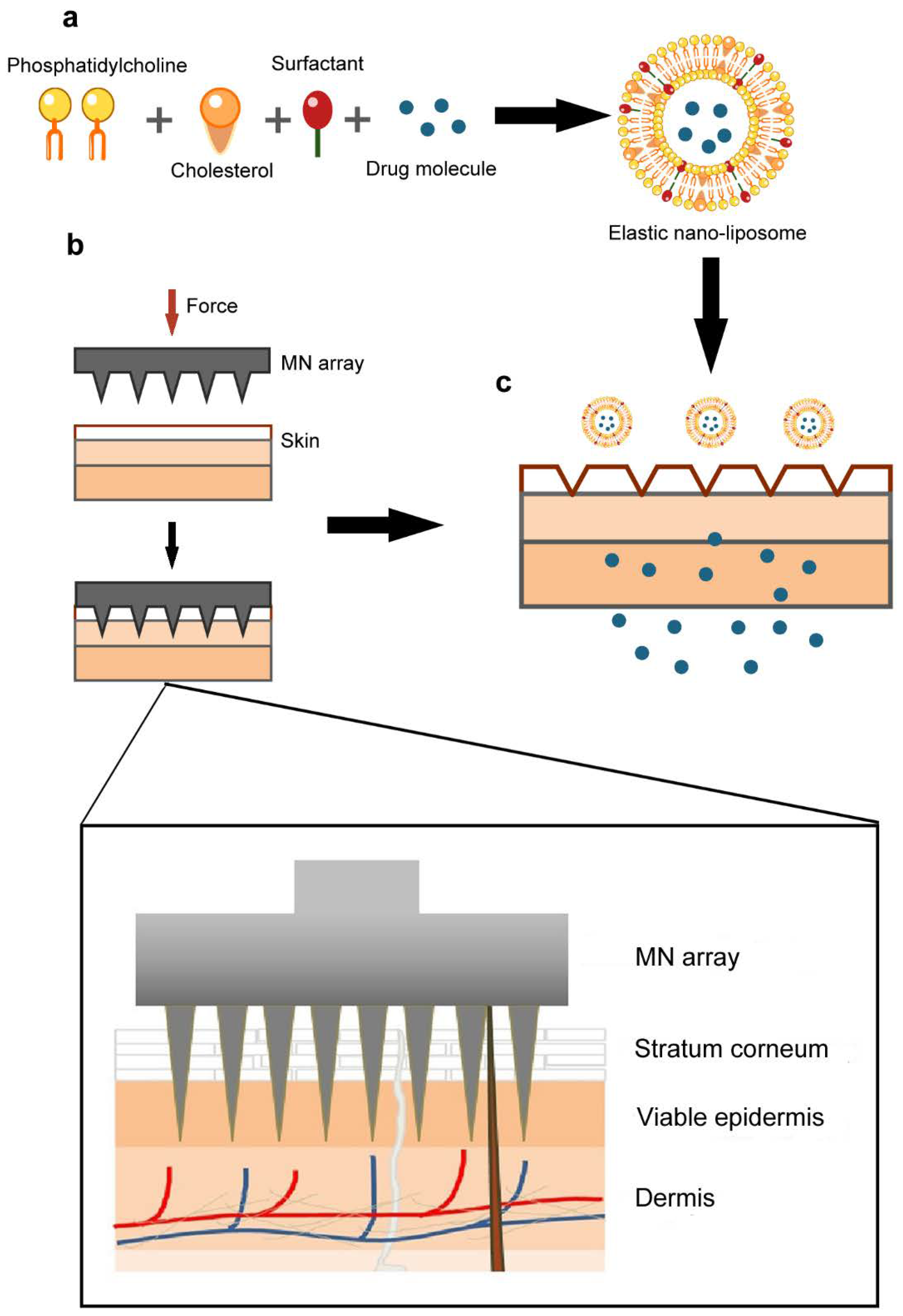 Biomedicines 09 00592 g001