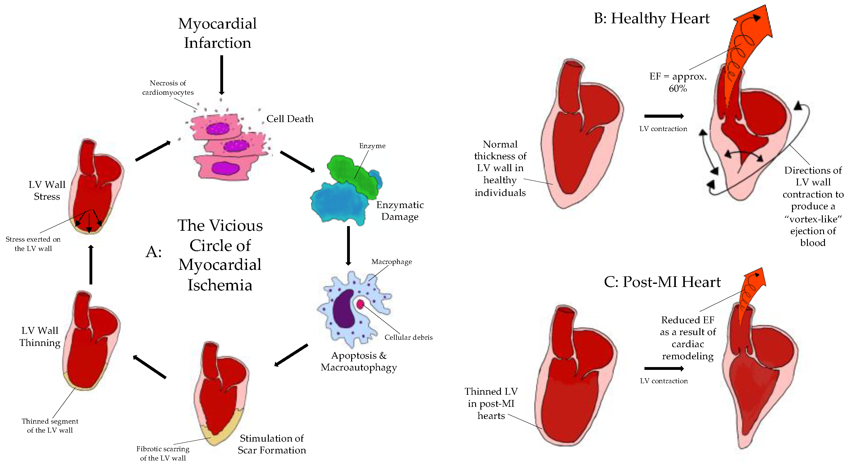 Biomedicines 09 00595 g001