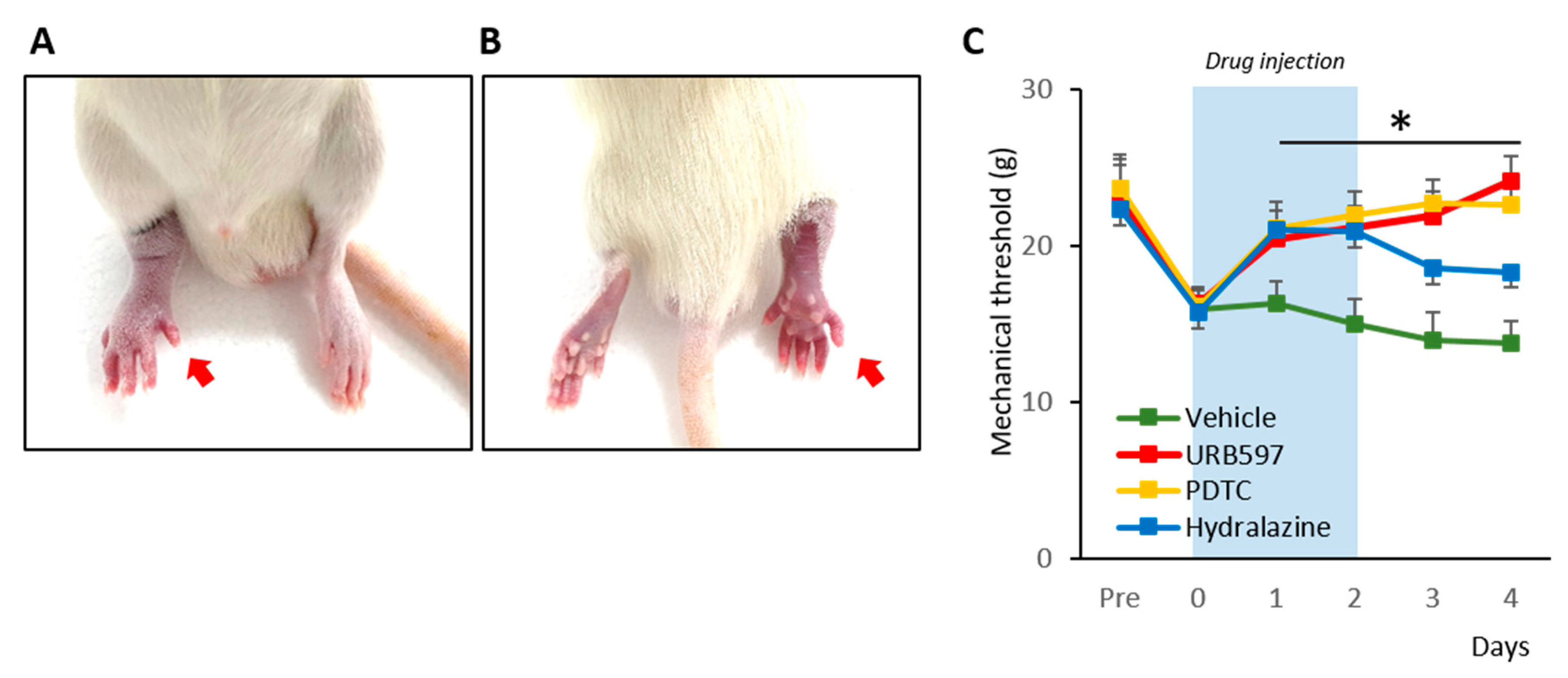 Biomedicines 09 00596 g001