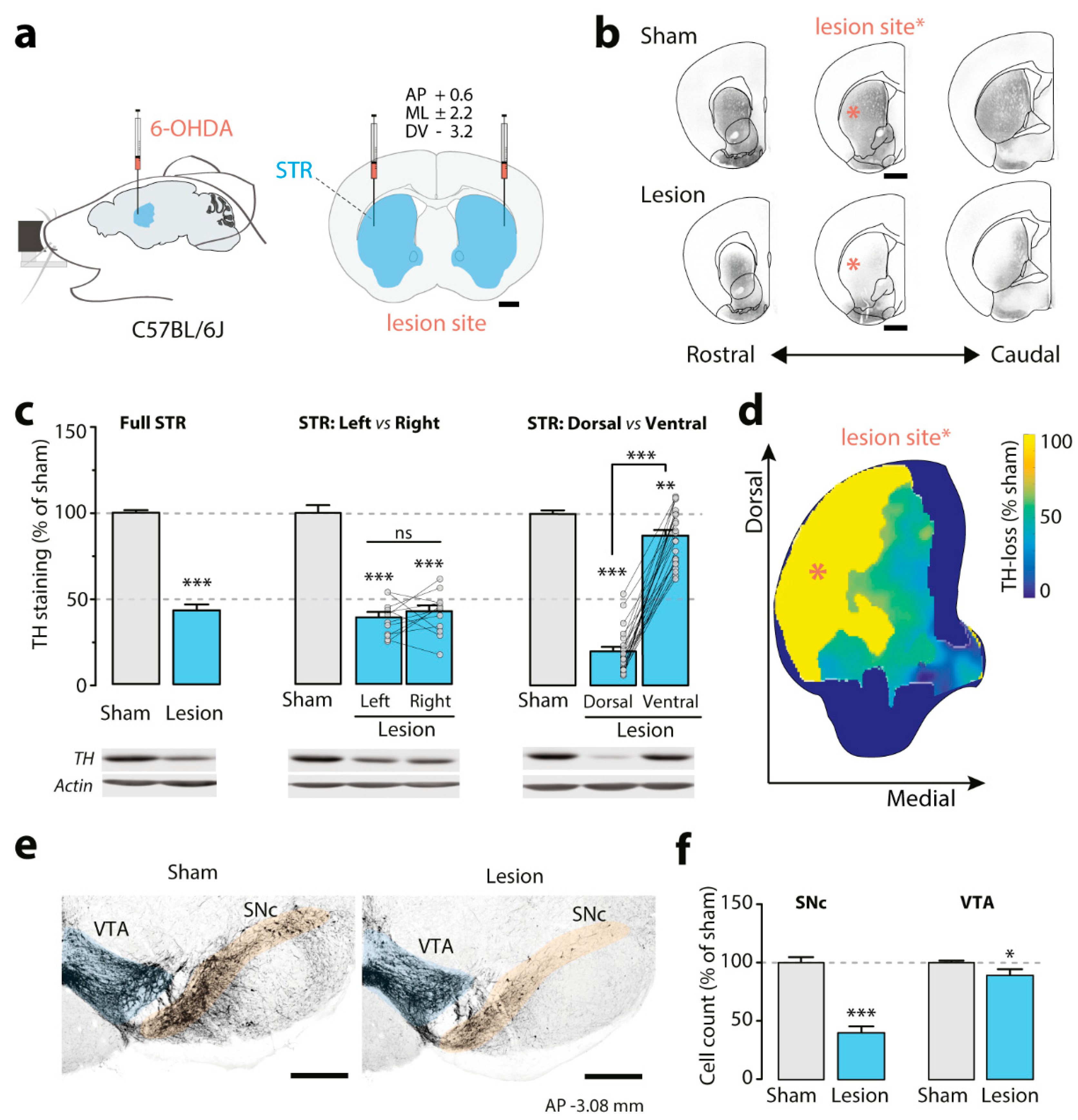 Biomedicines 09 00598 g002