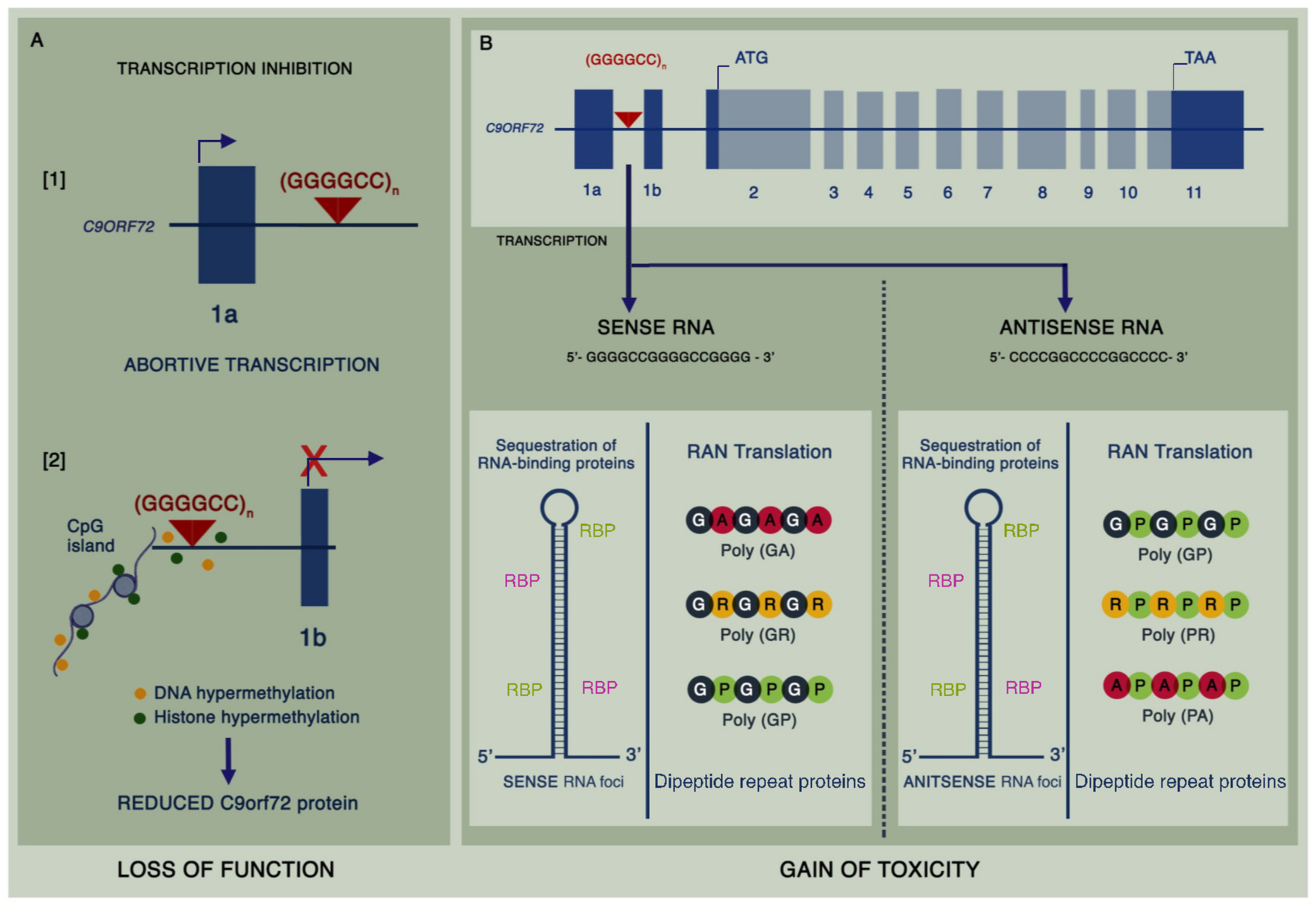 Biomedicines 09 00601 g001