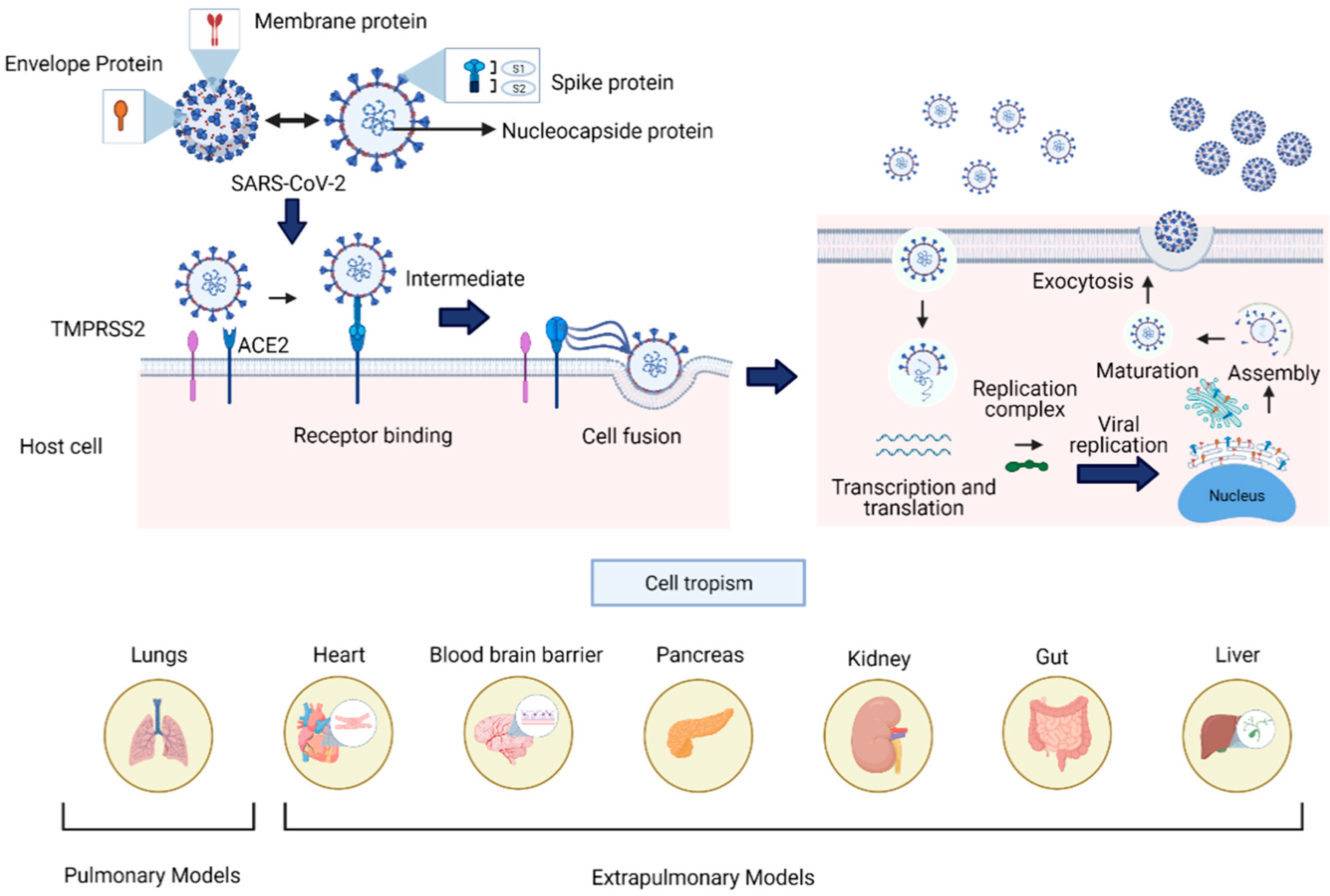 Biomedicines 09 00602 g003 Biomedicines 09 00602 g003
