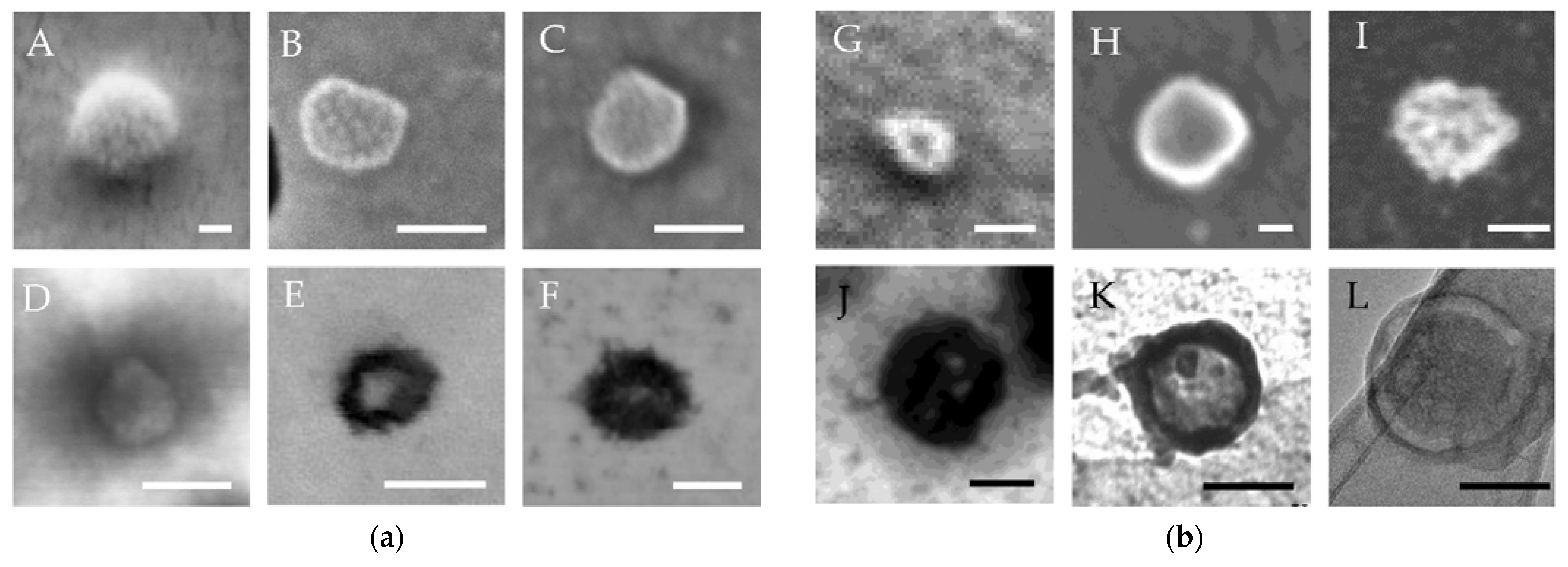 Biomedicines 09 00603 g002 Biomedicines 09 00603 g002