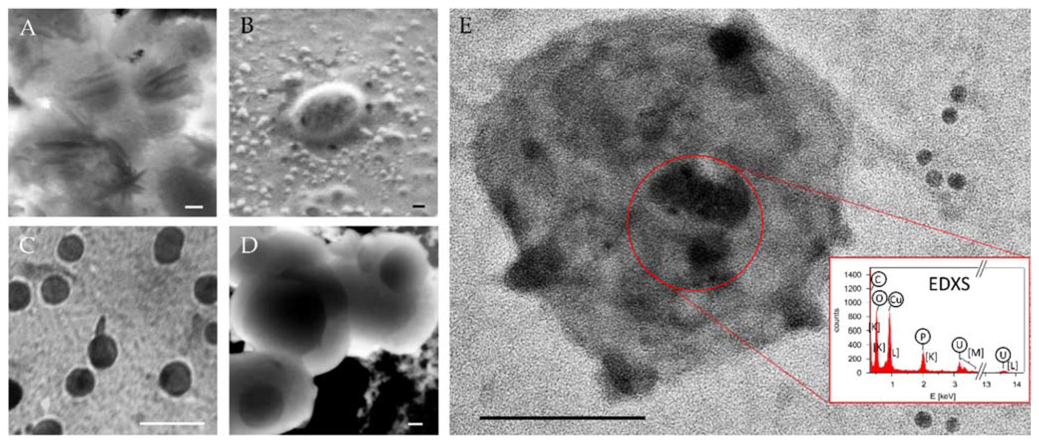 Biomedicines 09 00603 g003 Biomedicines 09 00603 g003