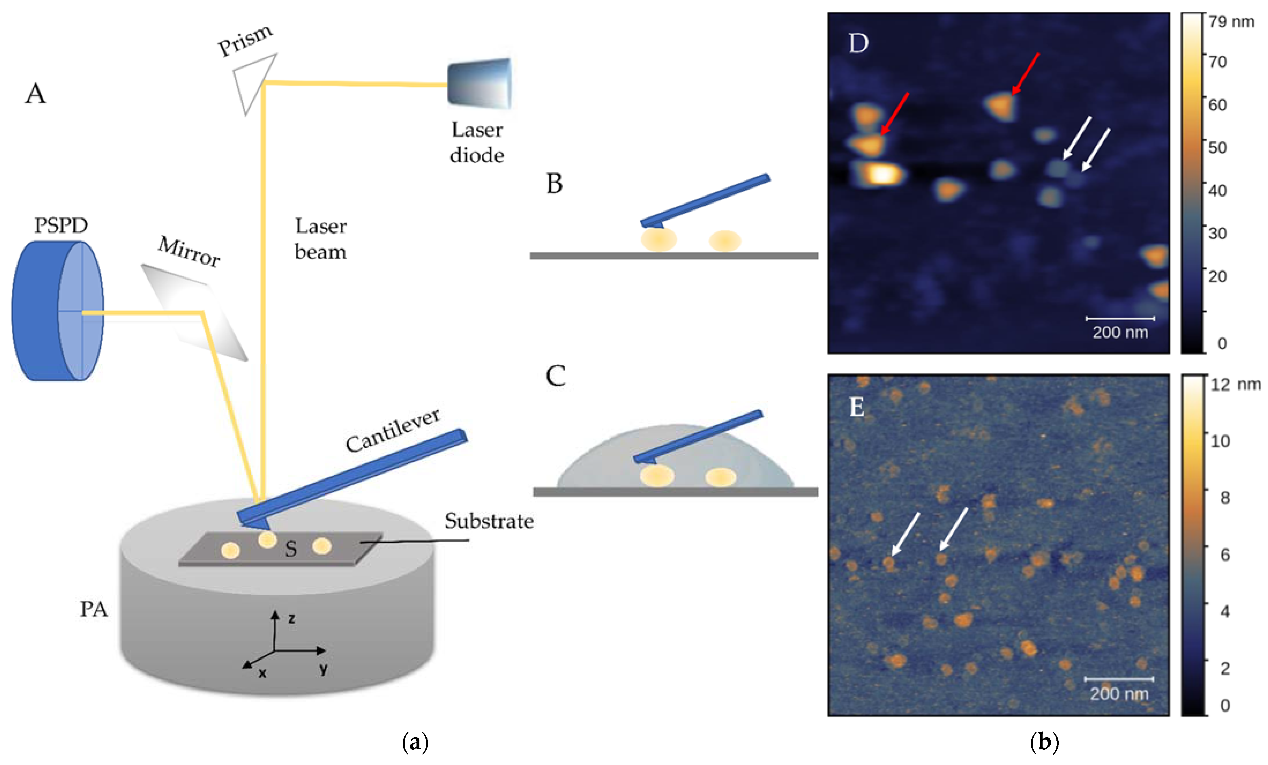 Biomedicines 09 00603 g004 Biomedicines 09 00603 g004