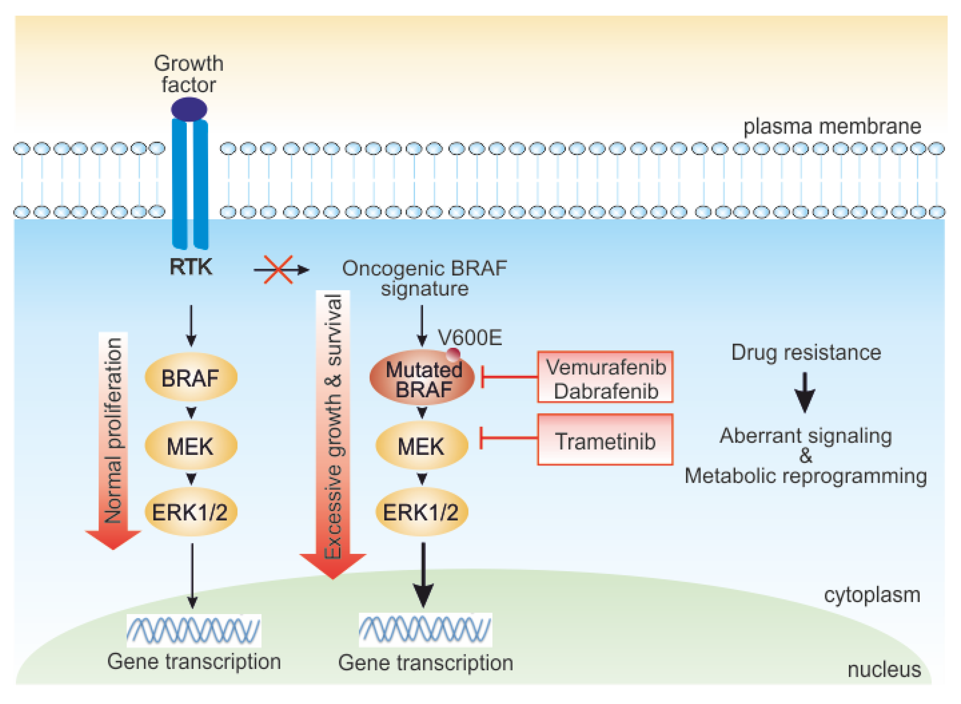 Biomedicines 09 00607 g001